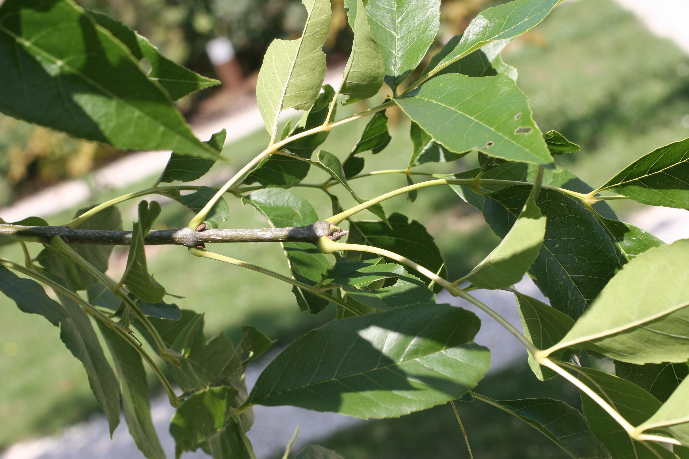 fraxinus_americana2md