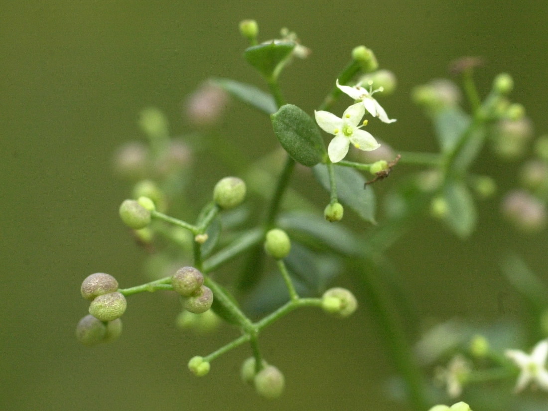 galium_mollugo_erectum2md
