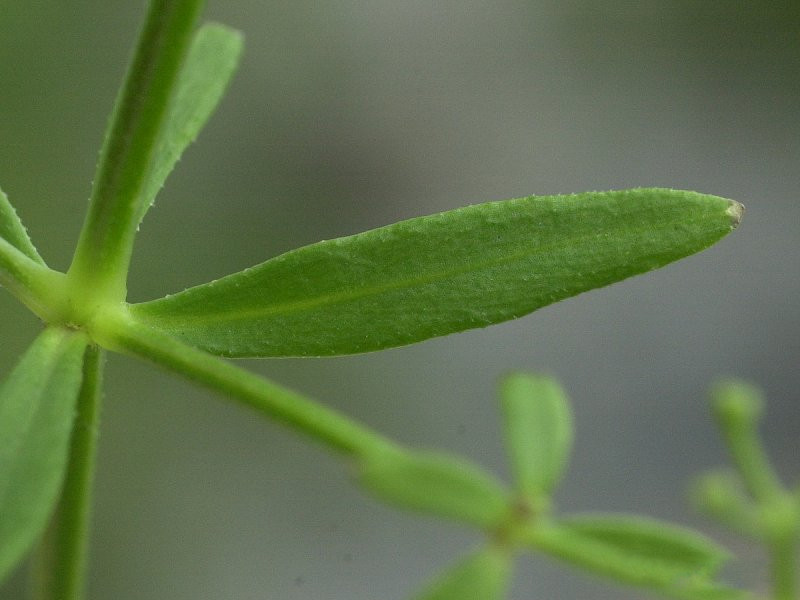 Afficher le média galium_palustre3md galium_palustre3md