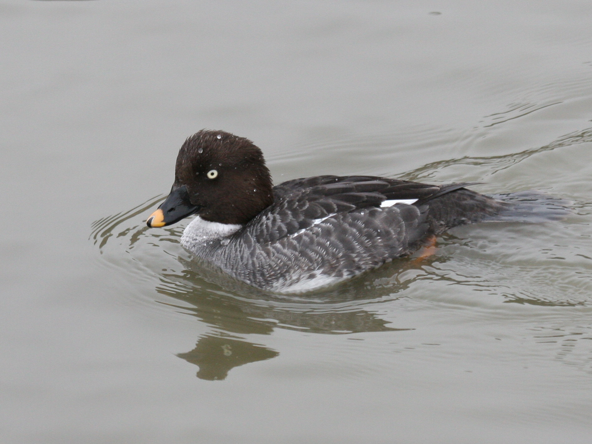 garrot_a_oeil_d-or_-_bucephala_clangula2md