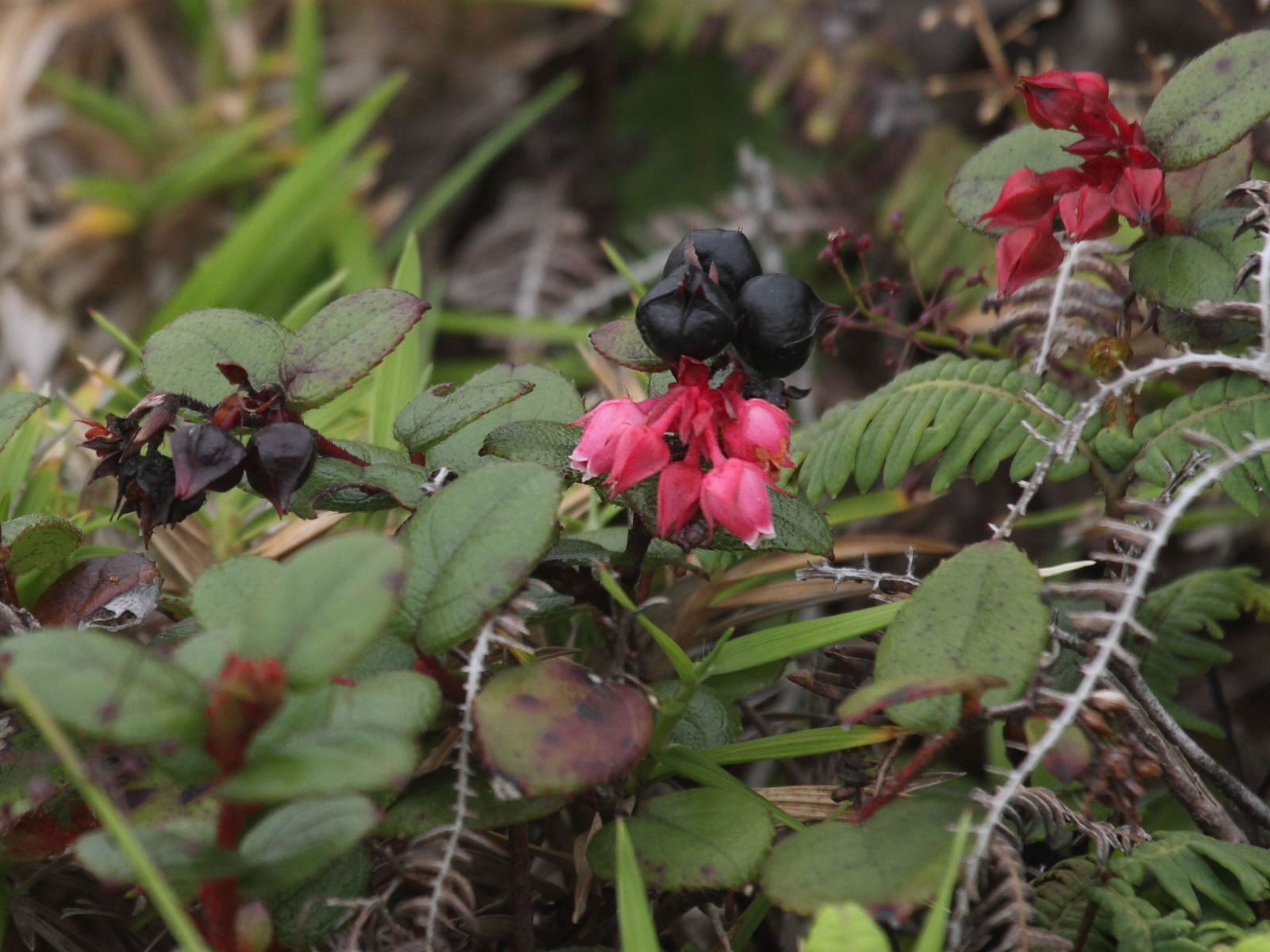 gaultheria_swartzii3bd