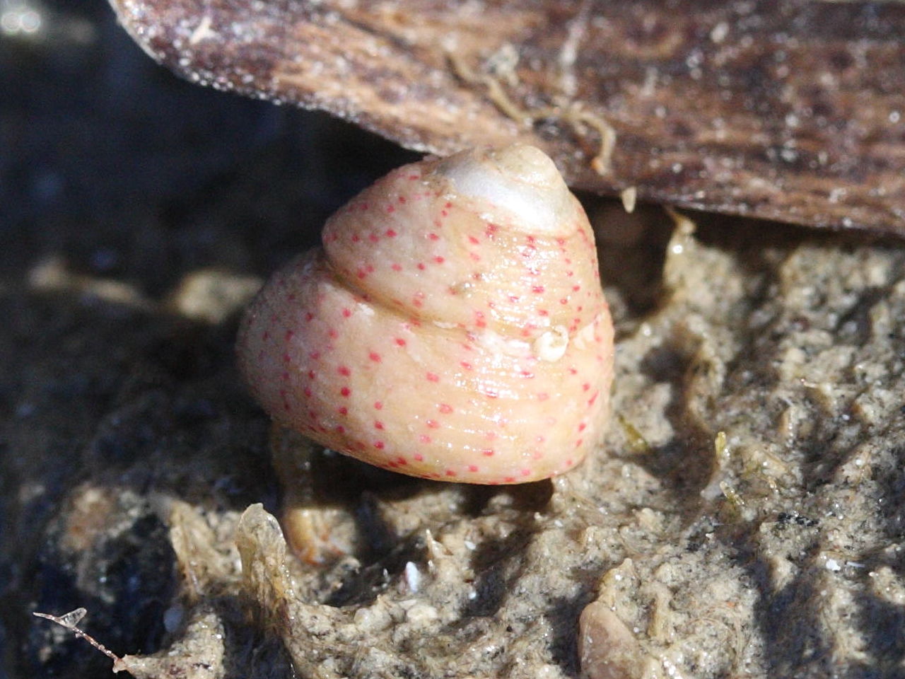 gibbula_rarilineata1md