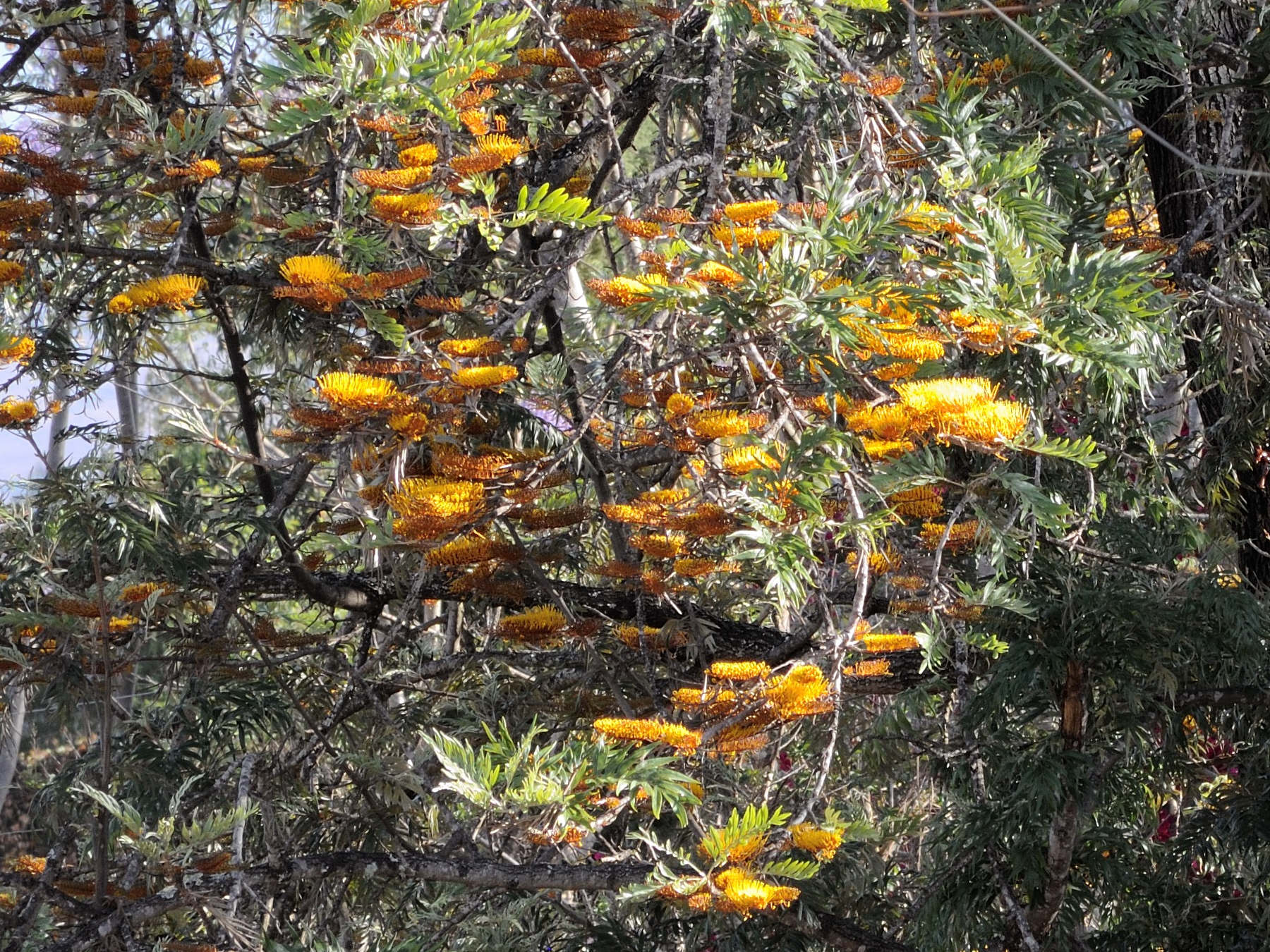 grevillea_robusta8md