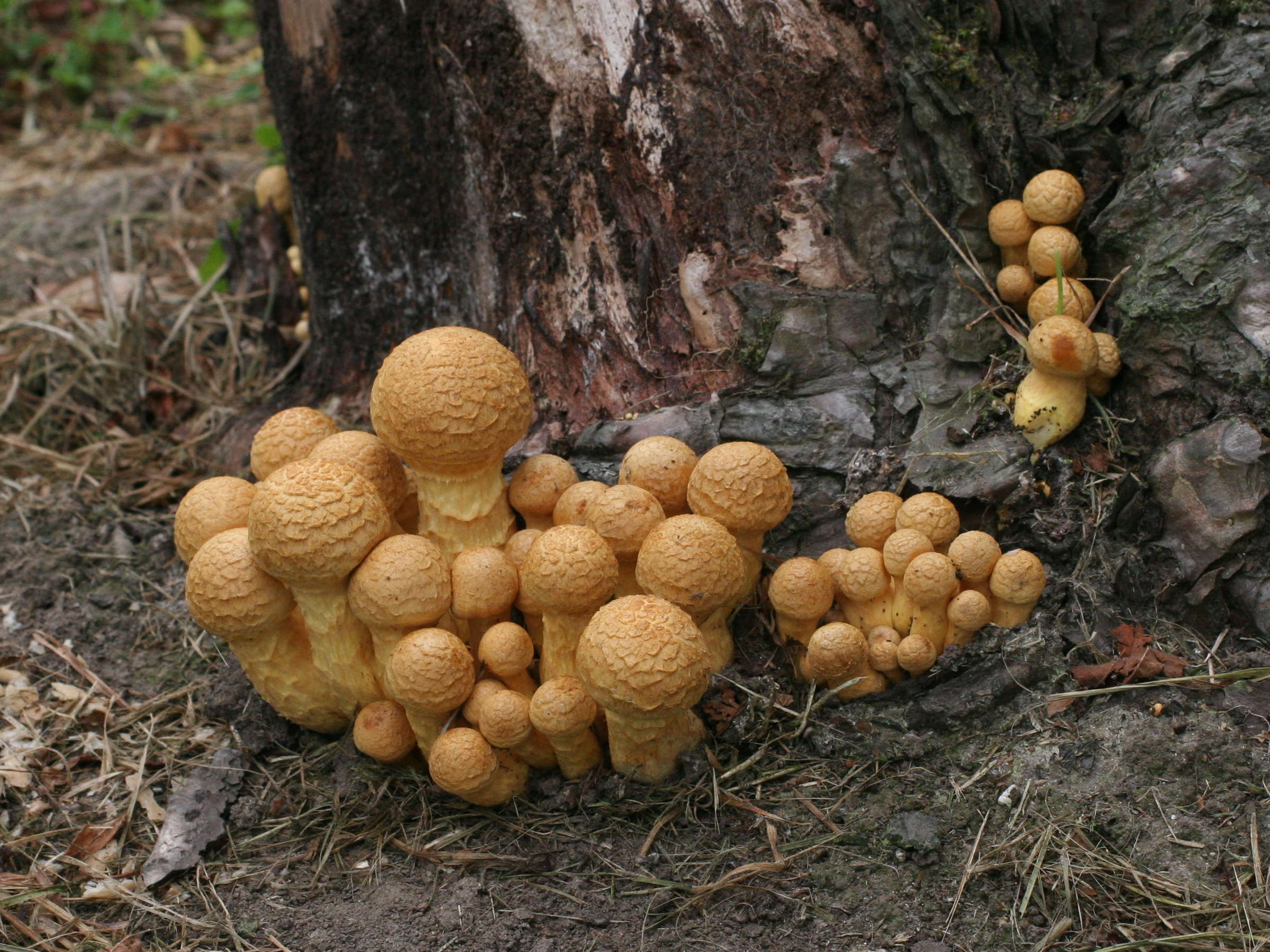 Afficher le média gymnopilus_spectabilis1md gymnopilus_spectabilis1md