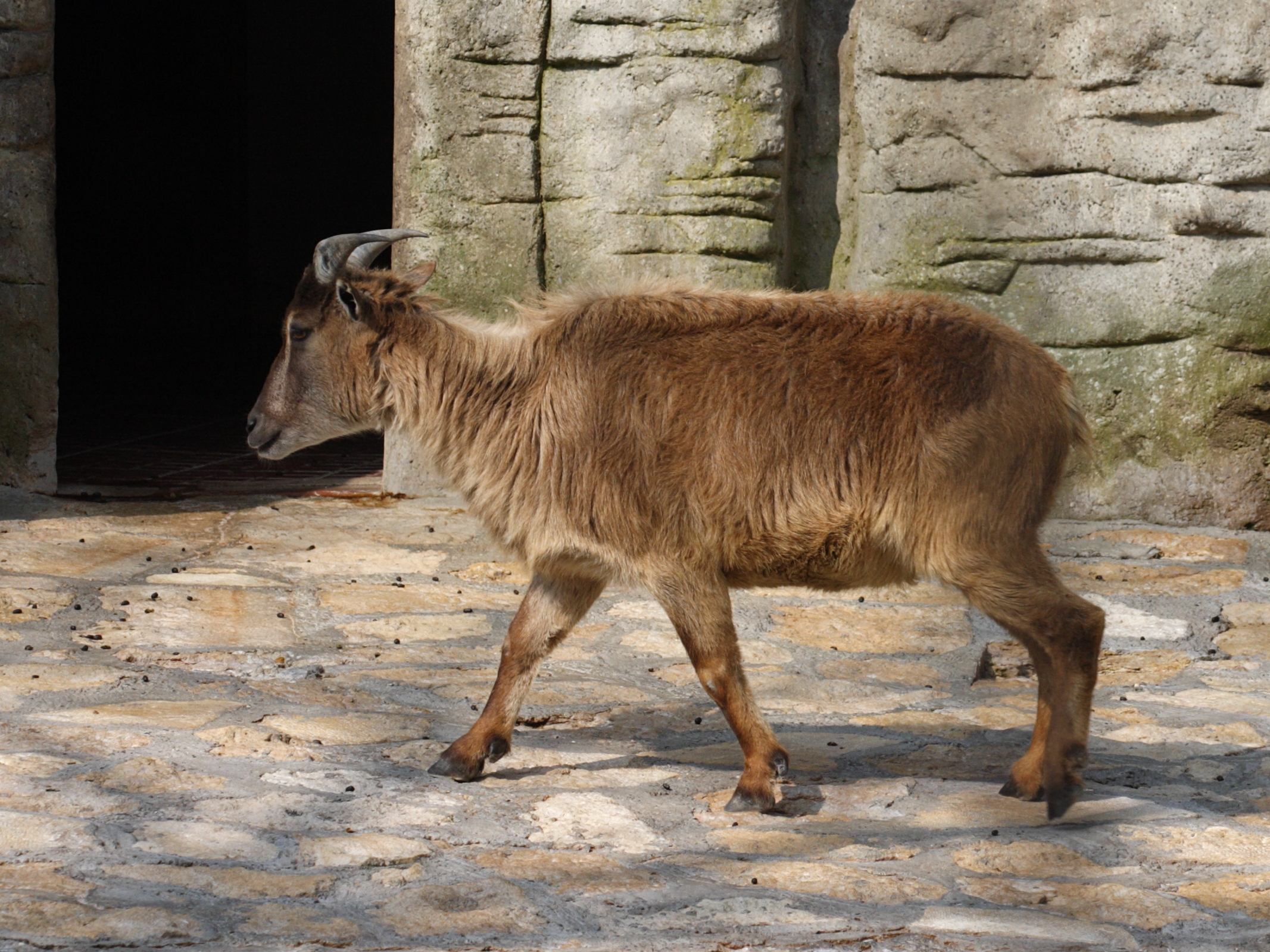 hemitragus_jemlahicus1sd