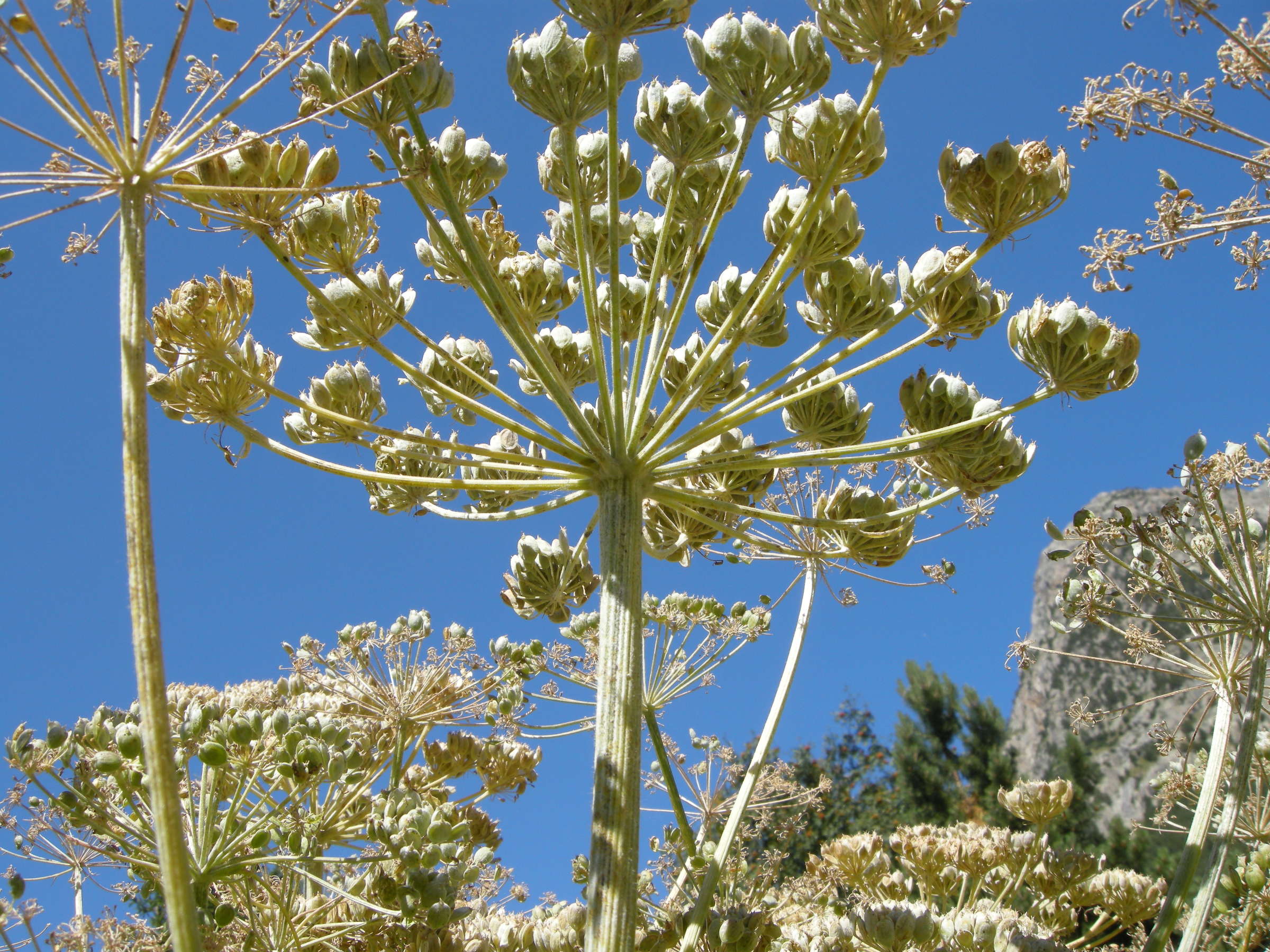 heracleum_mantegazzianum3md