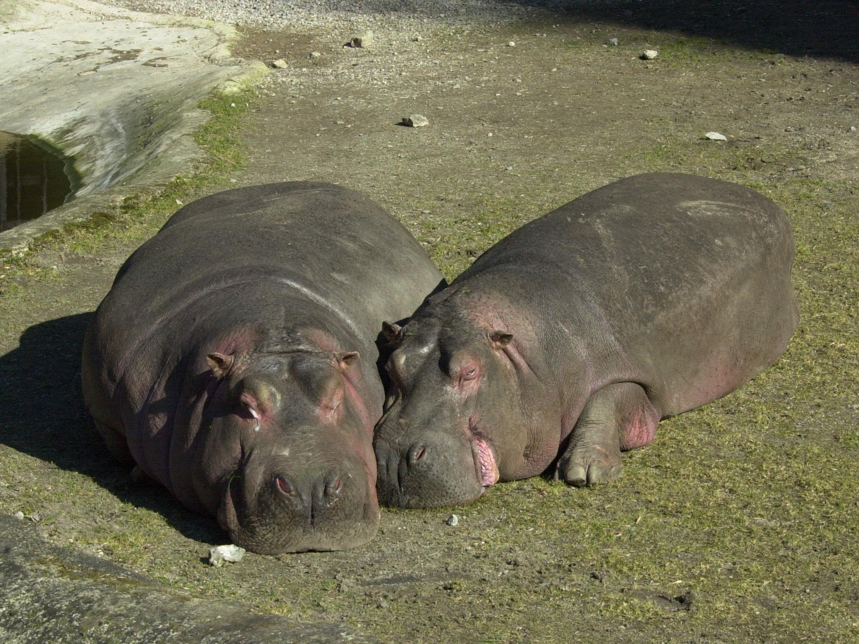 hippopotamus_amphibius1md
