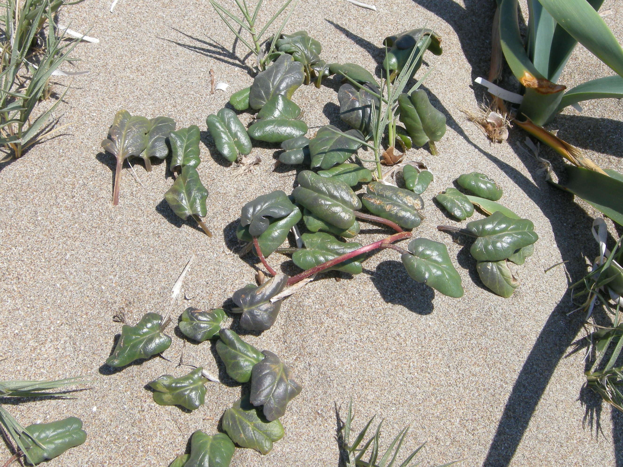 Afficher le média ipomoea_imperati3md ipomoea_imperati3md