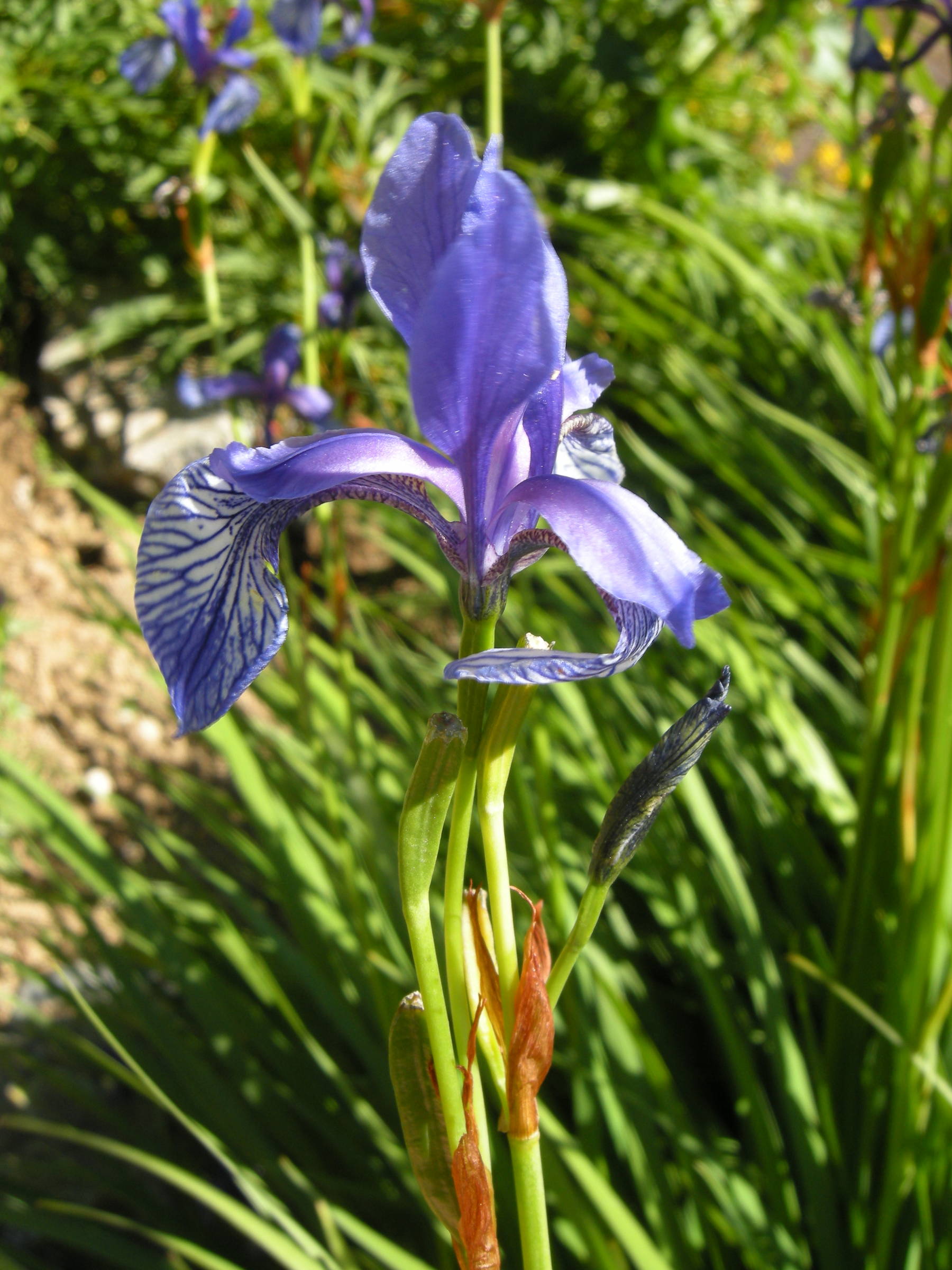 iris_sibirica3md