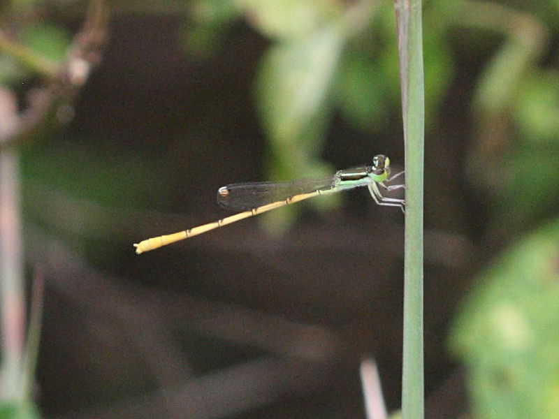 ischnura_hastata1md