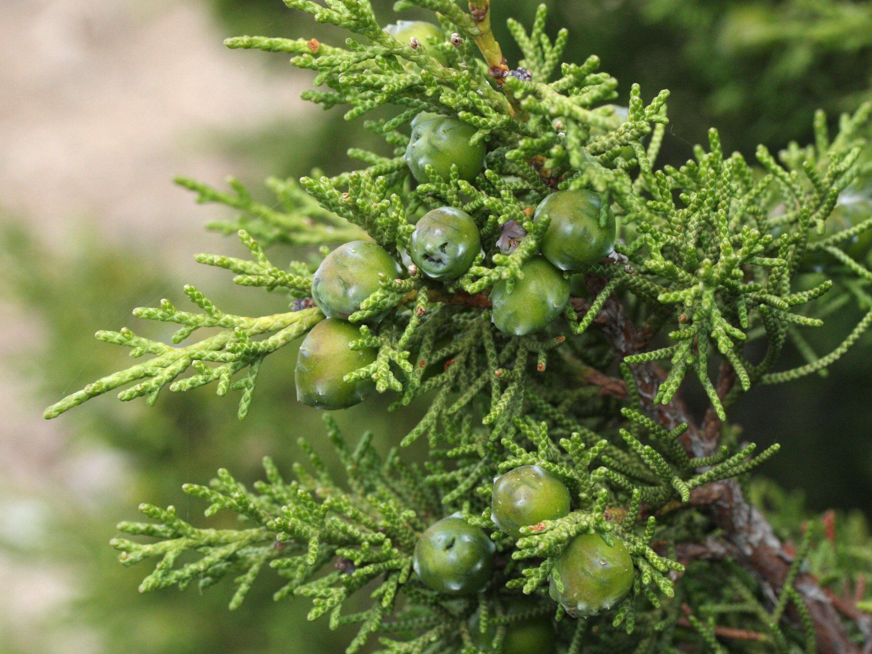 juniperus_phoenicea1md
