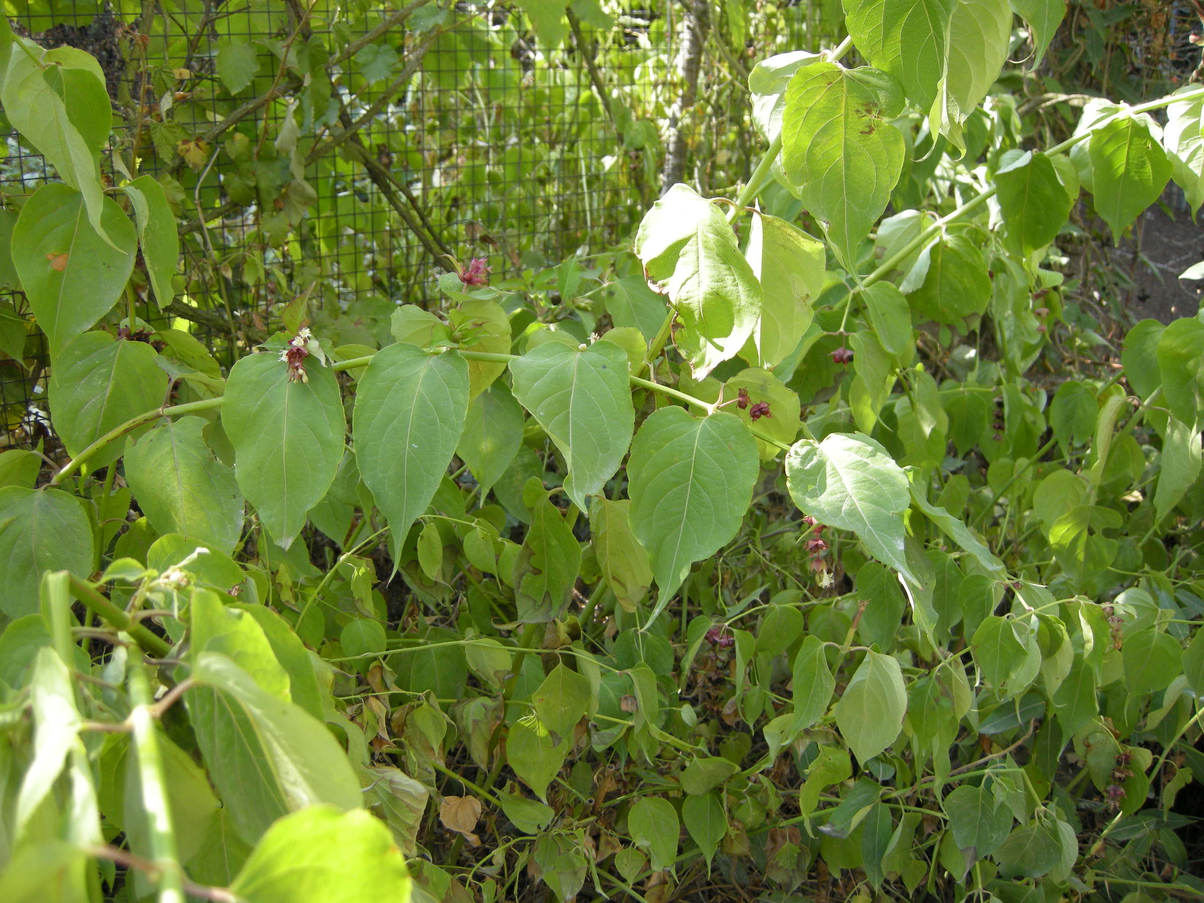 Afficher le média leycesteria_formosa1md leycesteria_formosa1md