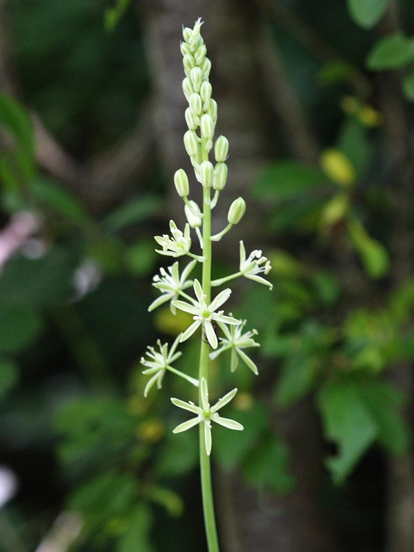 Loncomelos_pyrenaicum