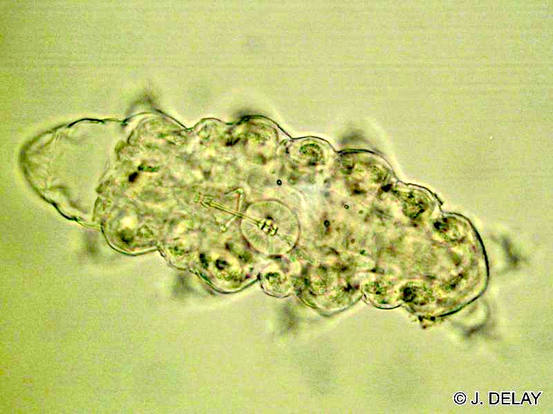macrobiotus_grp_hufelandi2jd
