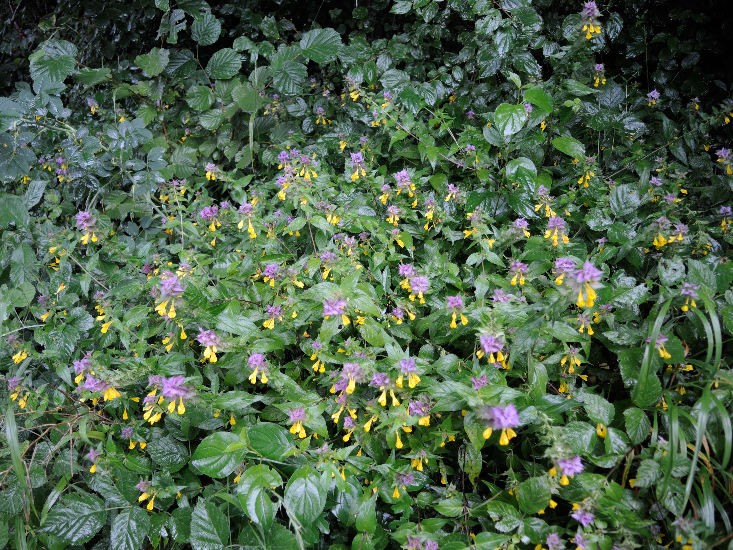 melampyrum_sylvaticum1amd