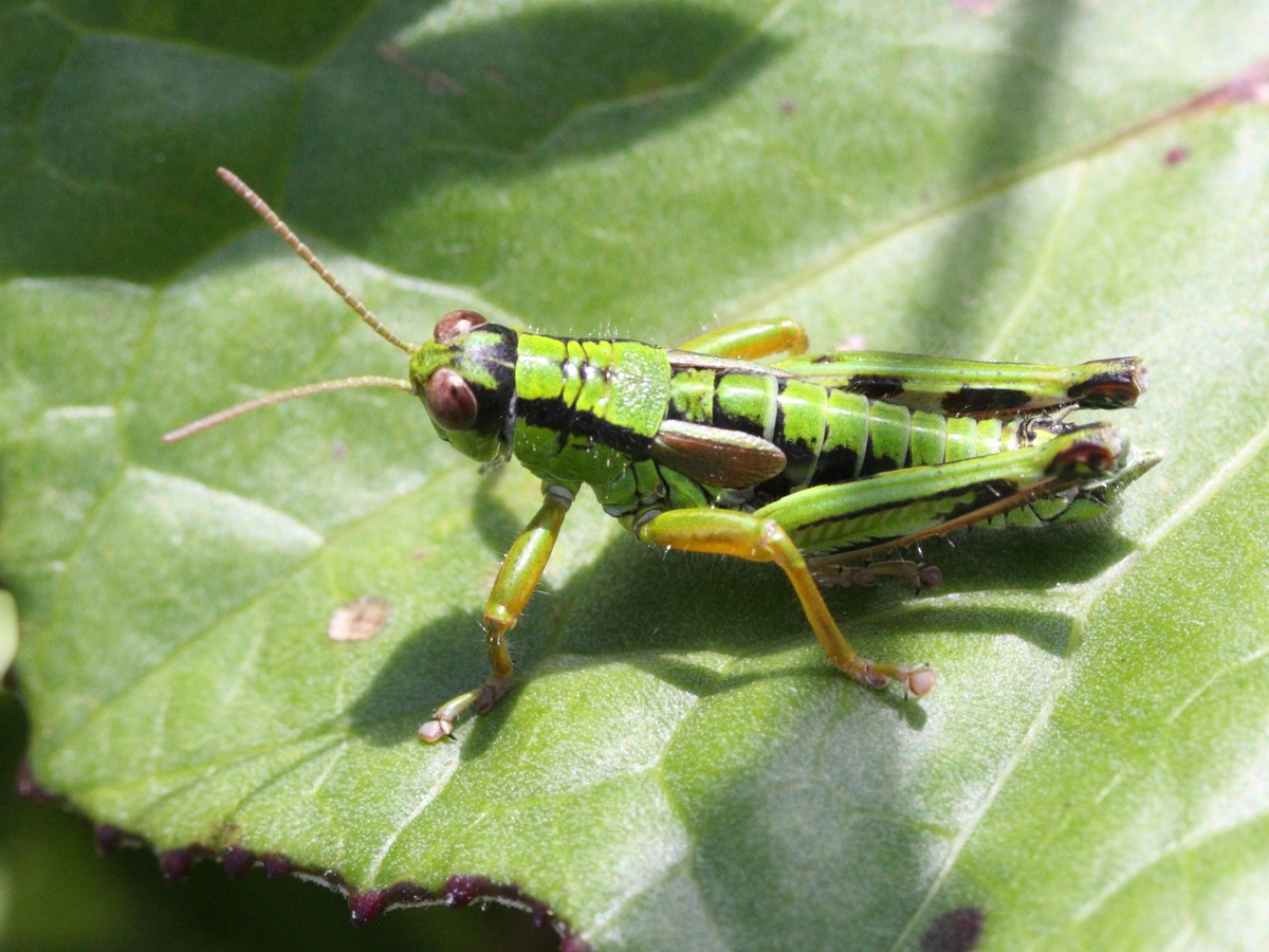 Afficher le média miramella_subalpina2md miramella_subalpina2md