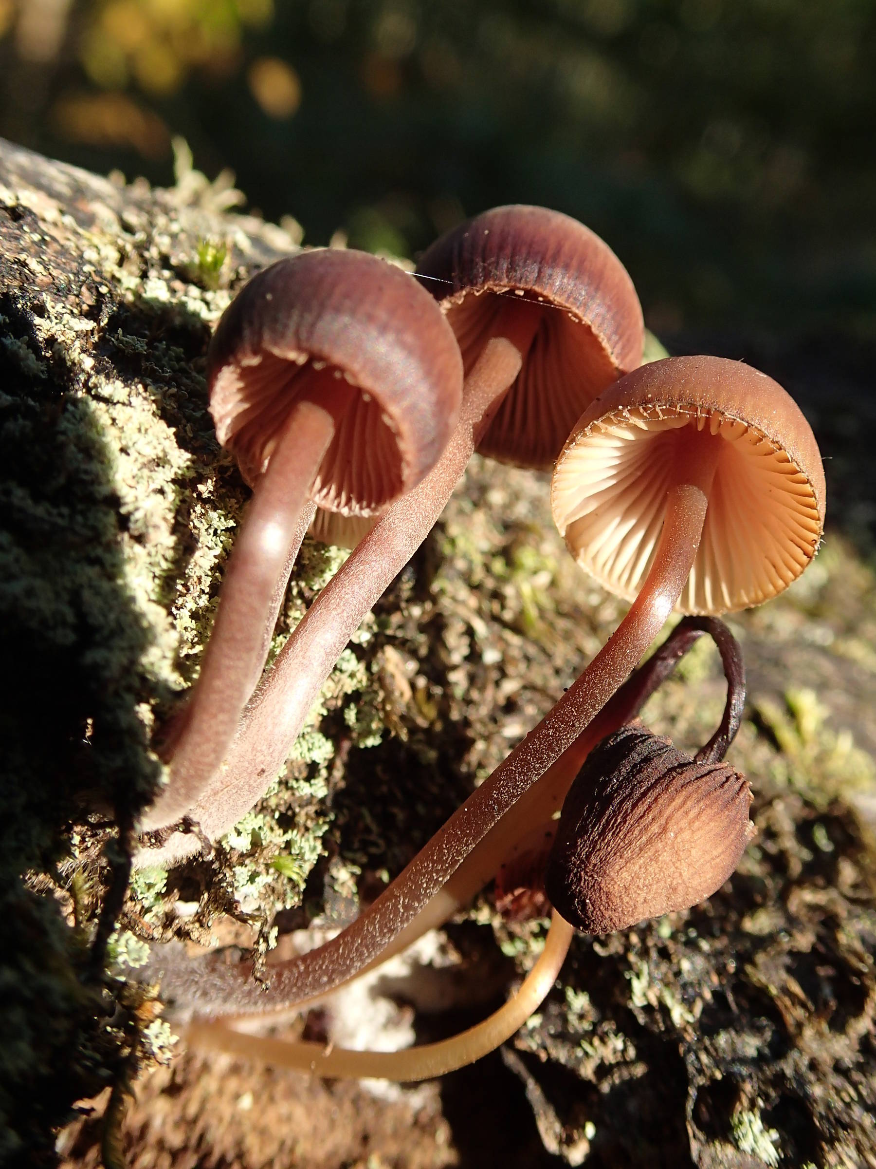 Afficher le média mycena_haematopus2md mycena_haematopus2md