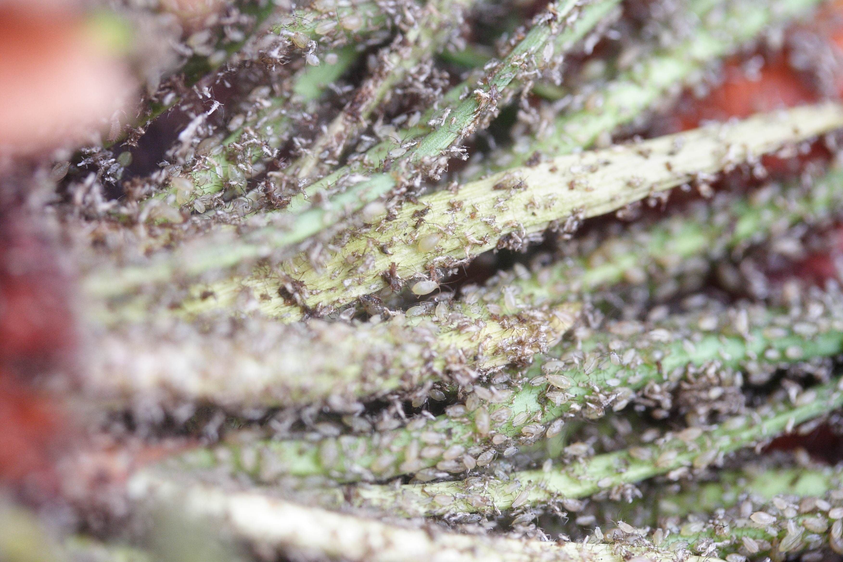 myzus_ascalonicus1bd