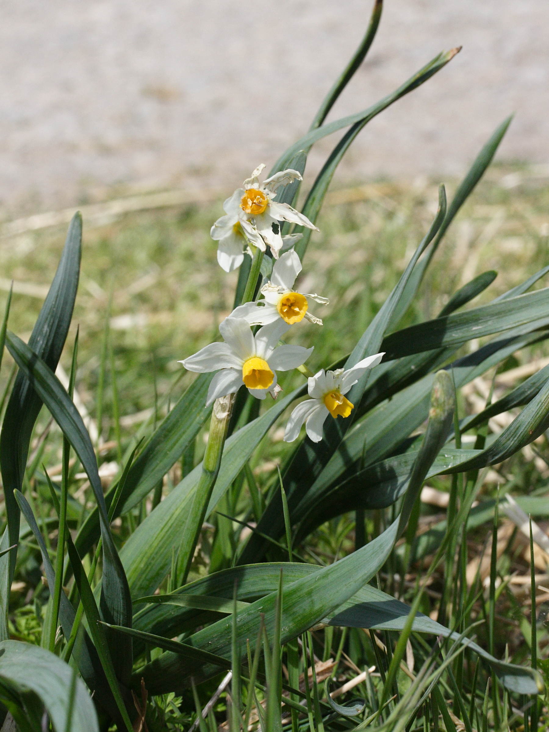 narcissus_tazetta4md