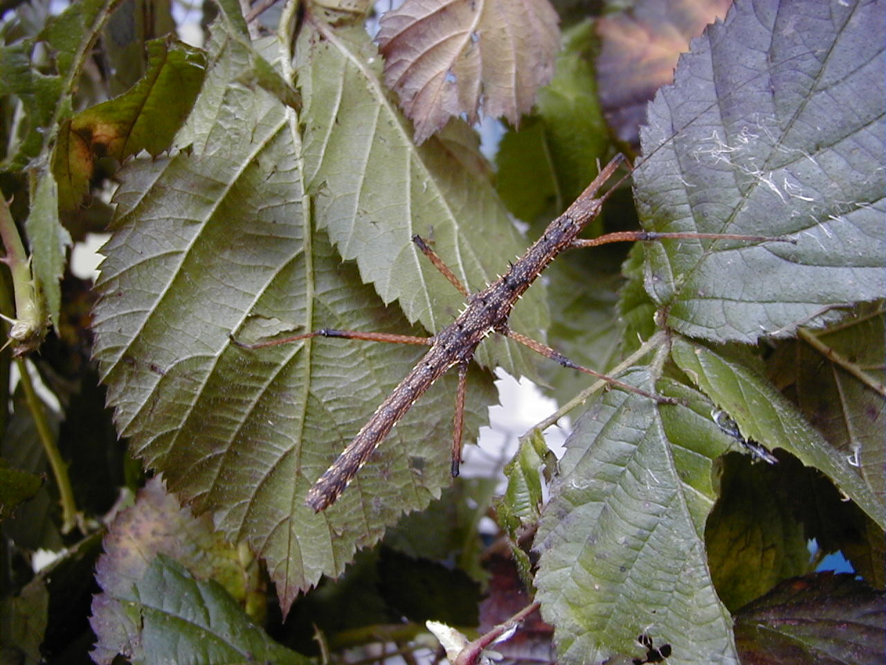 Afficher le média neohirasea_maerens2md neohirasea_maerens2md