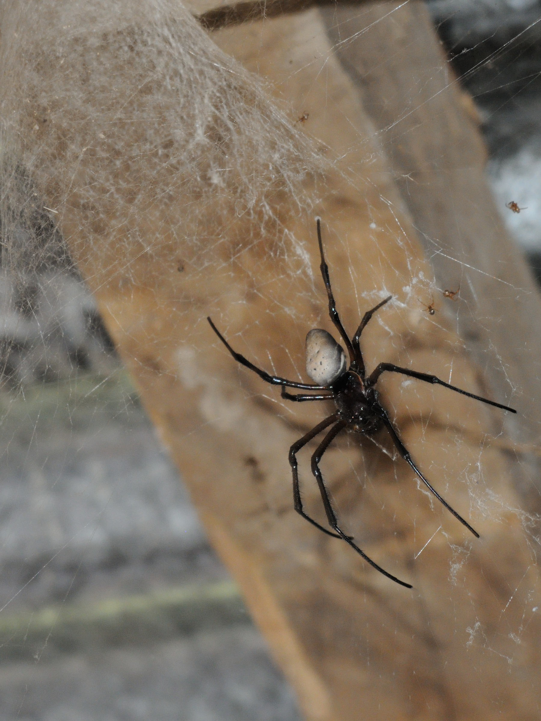 nephilingis_livida2md