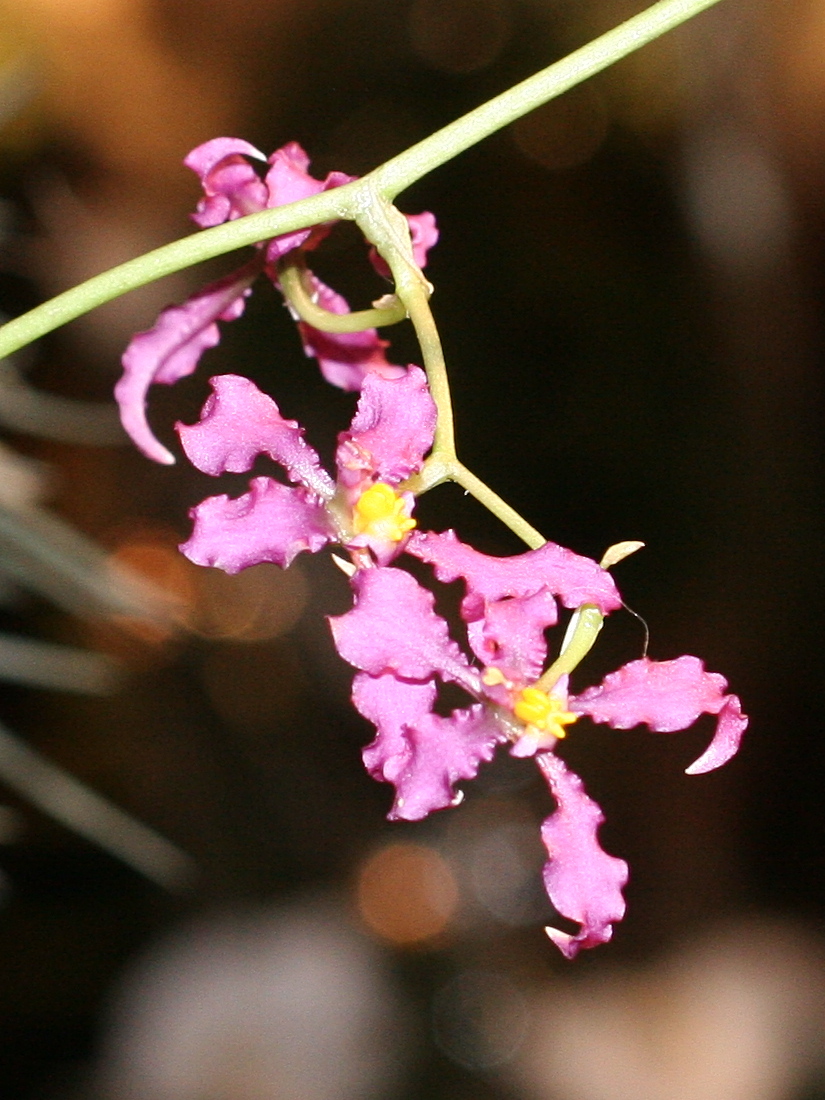 odontoglossum_ioplocon3md