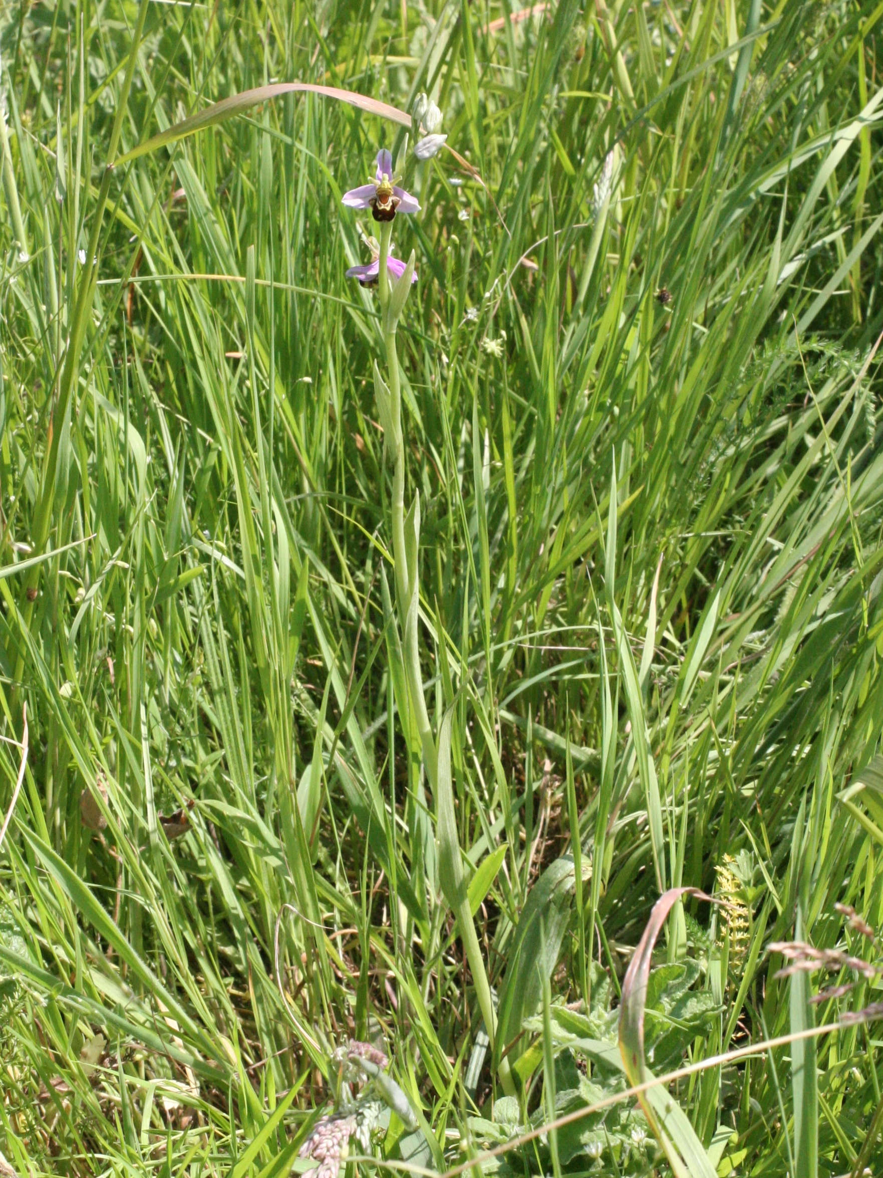 Afficher le média ophrys_apifera3md ophrys_apifera3md