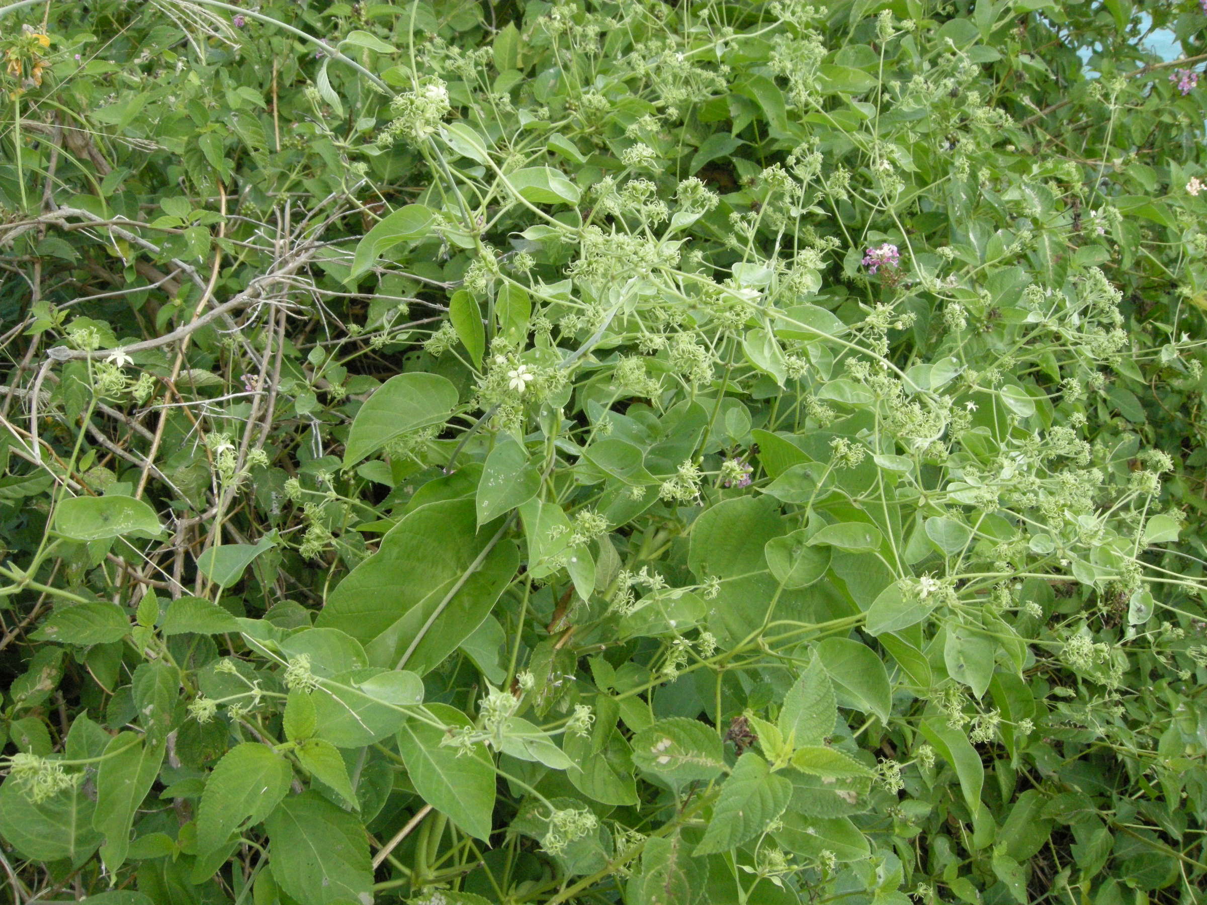 paederia_bojeriana2md