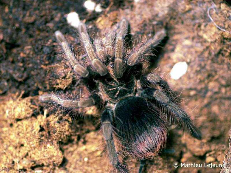 panphobeteus_fortis3ml