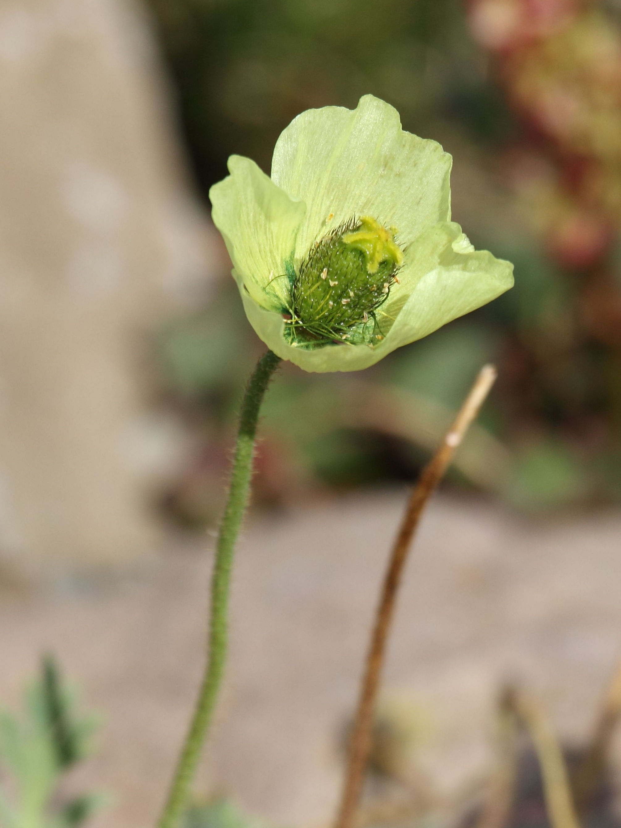 Afficher le média papaver_radicatum2sd papaver_radicatum2sd