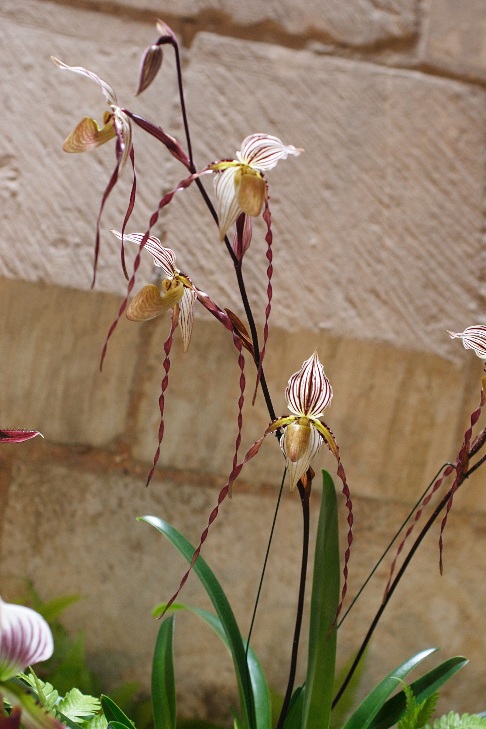 Afficher le média paphiopedilum_philippinense3md paphiopedilum_philippinense3md