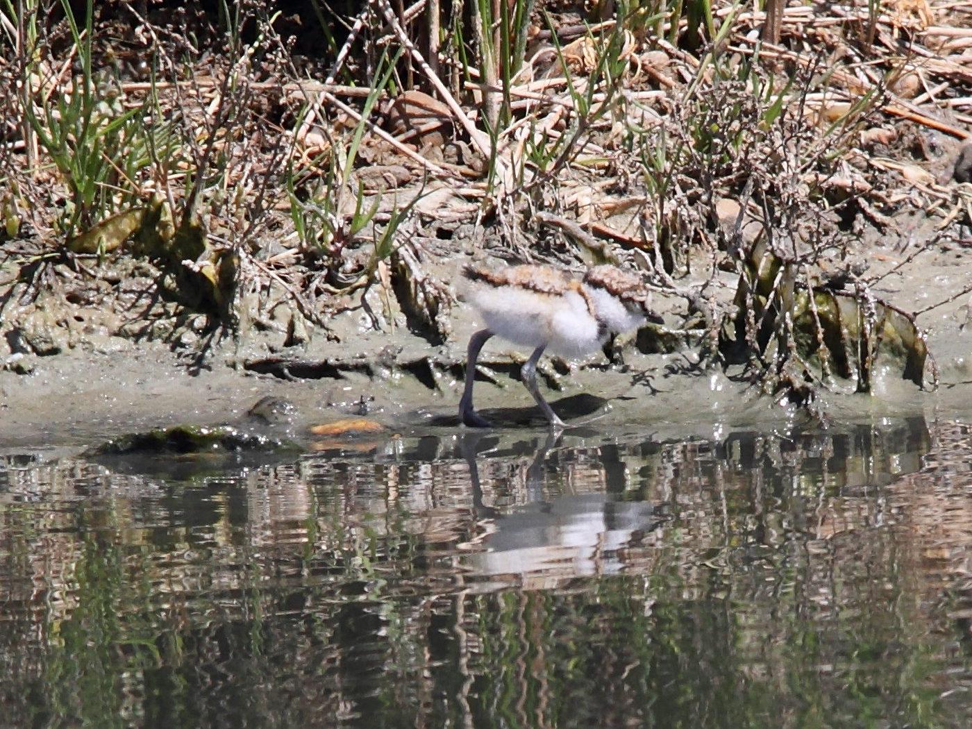 petit_gravelot_-_charadrius_dubius3bd