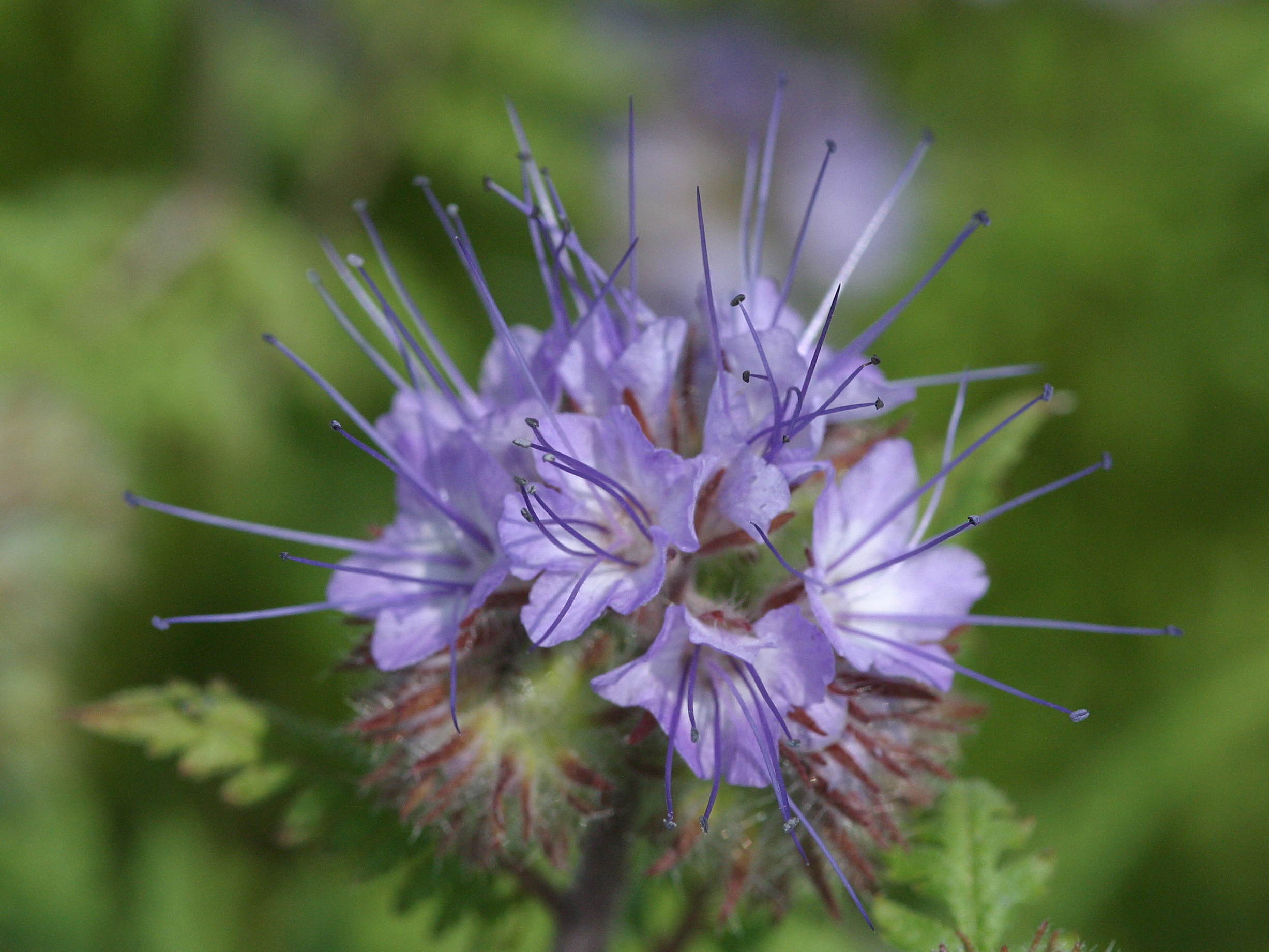 Afficher le média phacelia_tanacetifolia4bd phacelia_tanacetifolia4bd