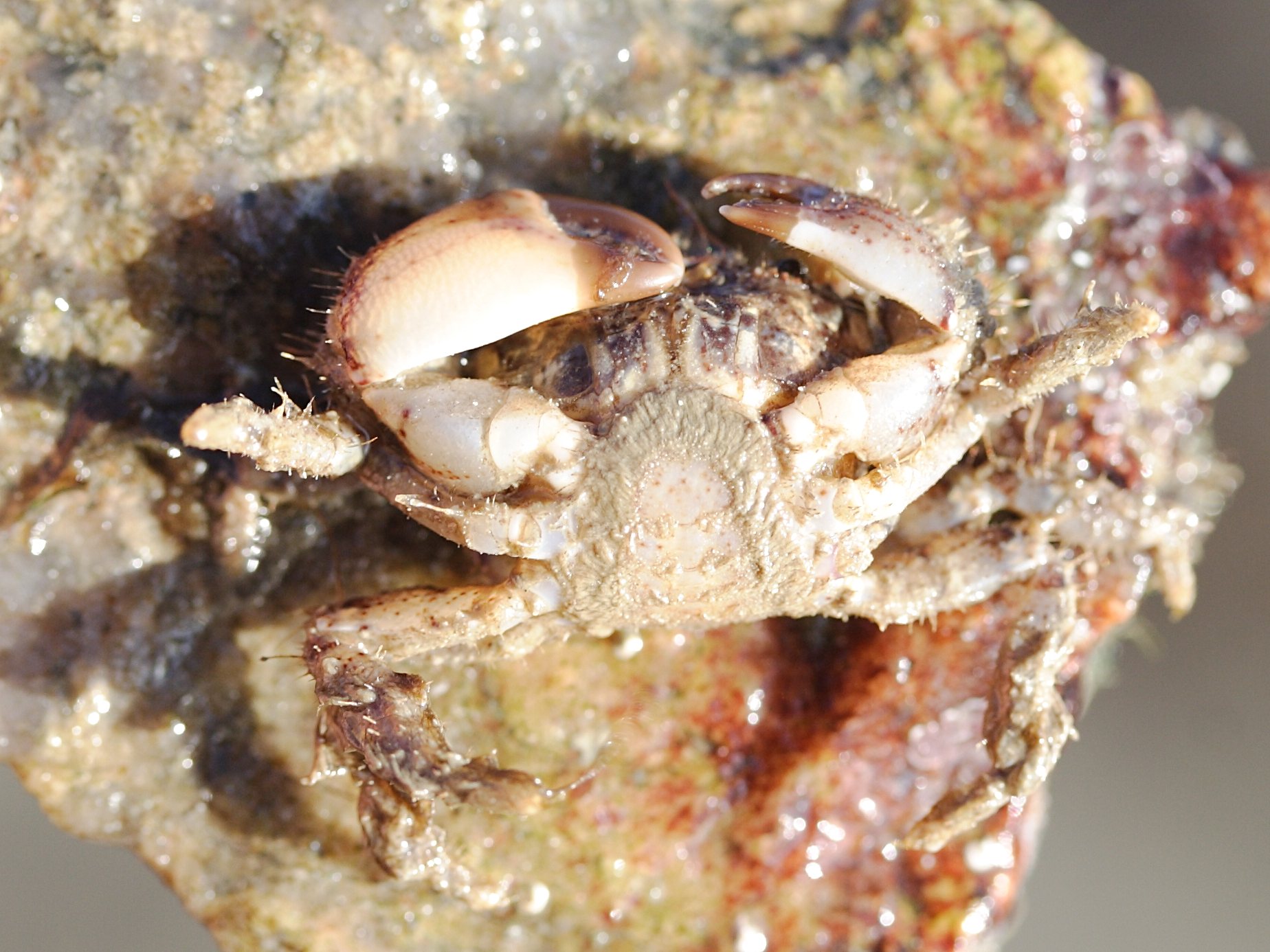 pilumnus_hirtellus2md