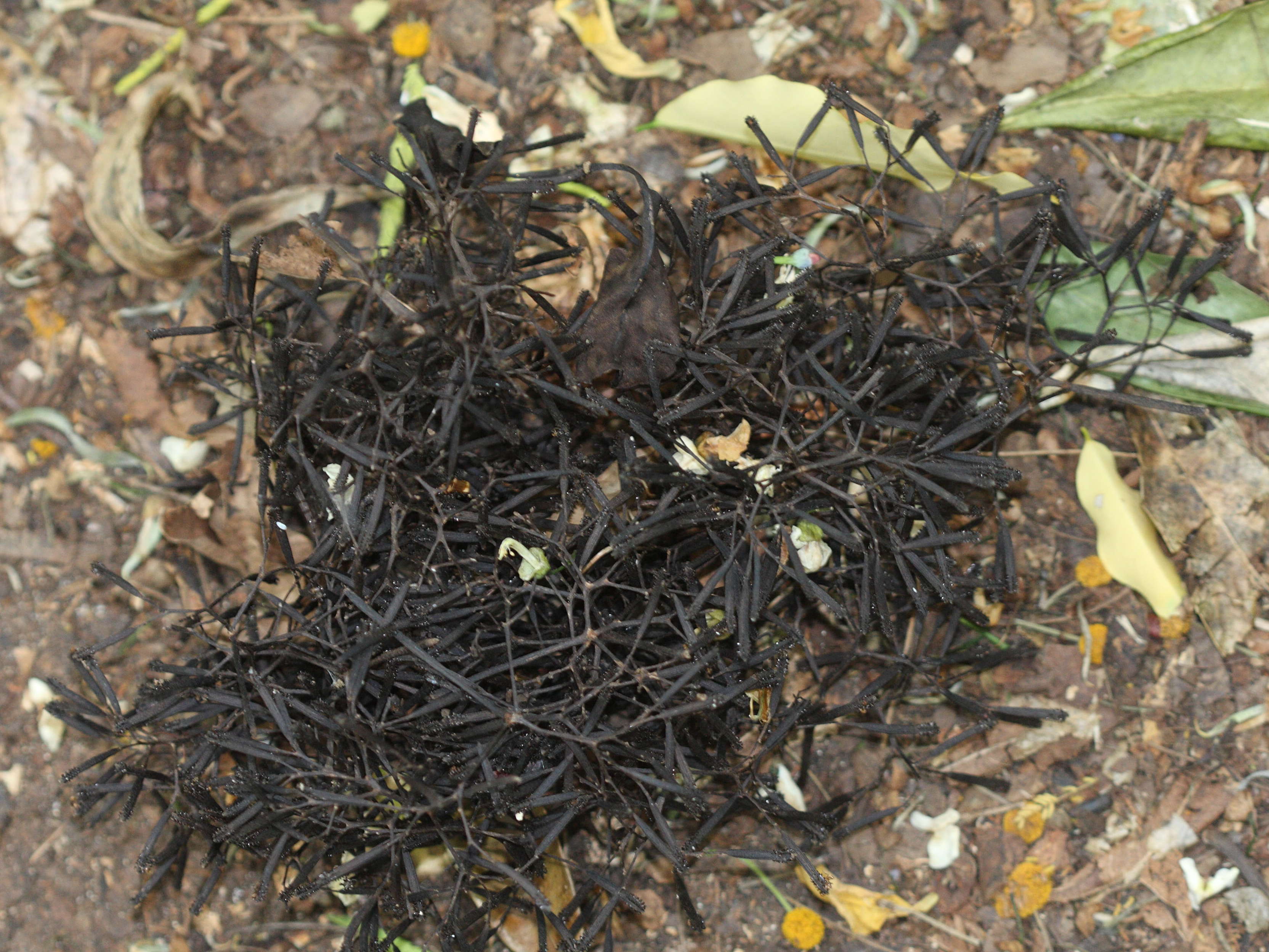 pisonia_subcordata3md