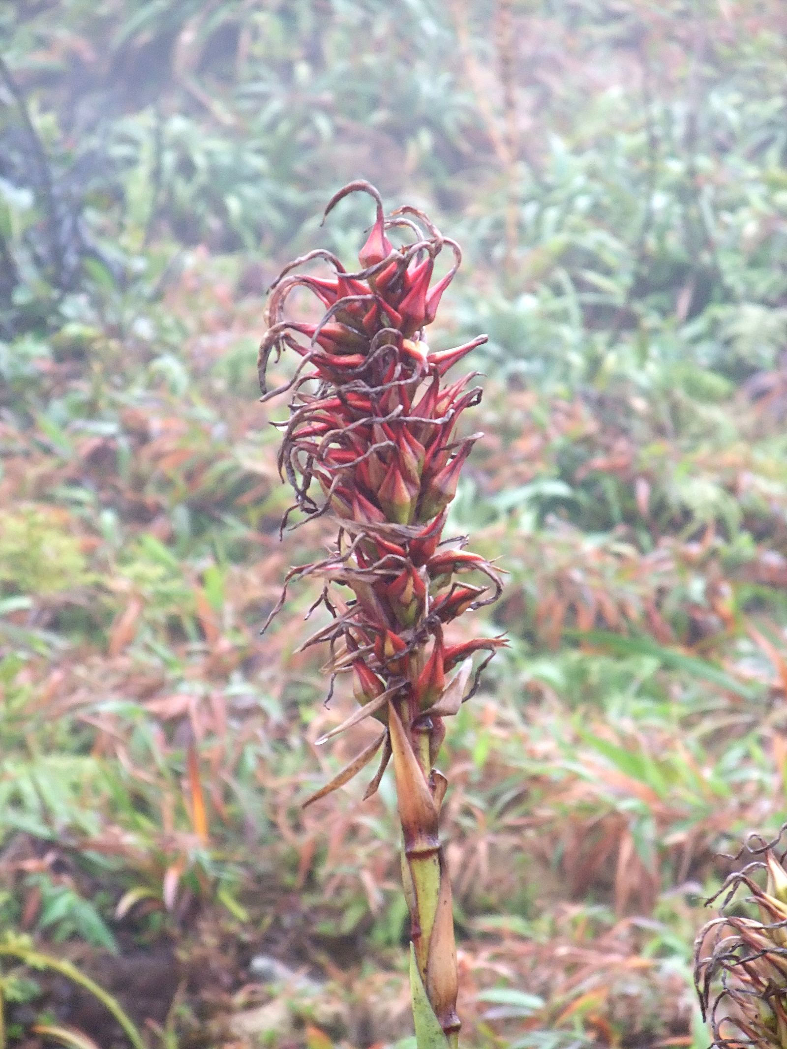 pitcairnia_bifrons2sd