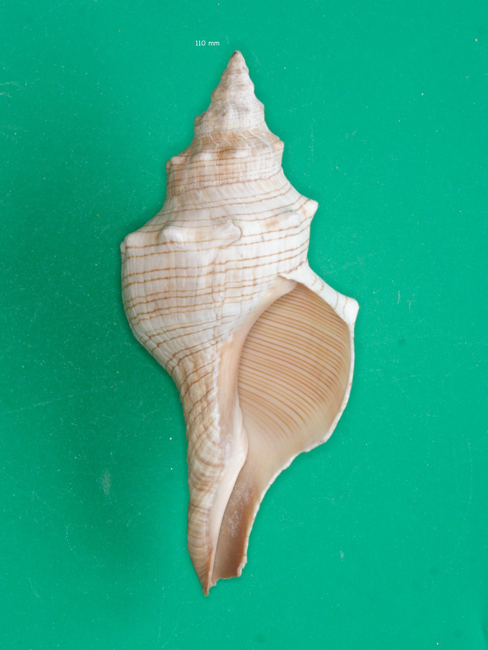 pleuroploca_trapezium2md