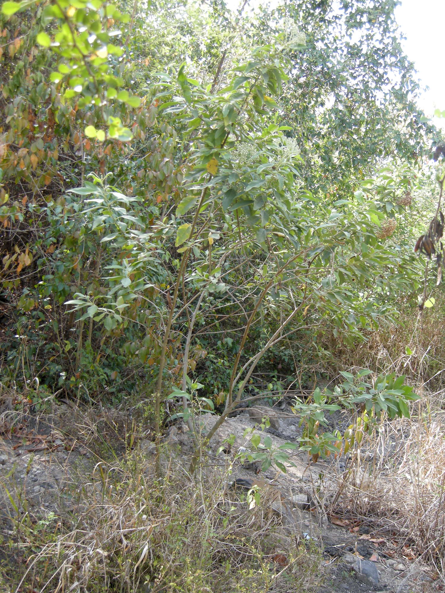 pluchea_carolinensis4md