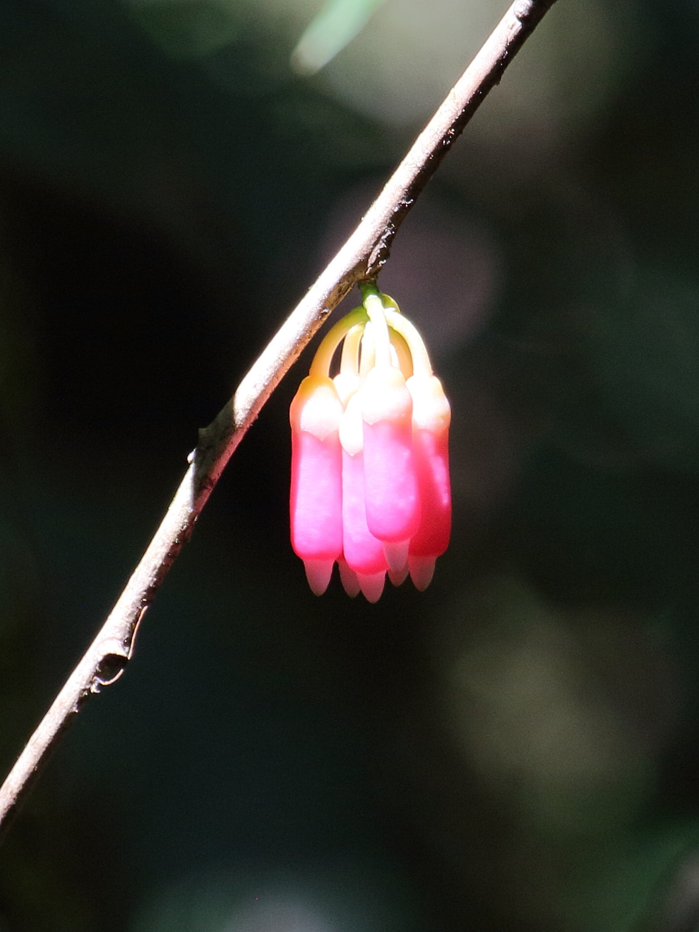 psammisia_ramiflora3bd