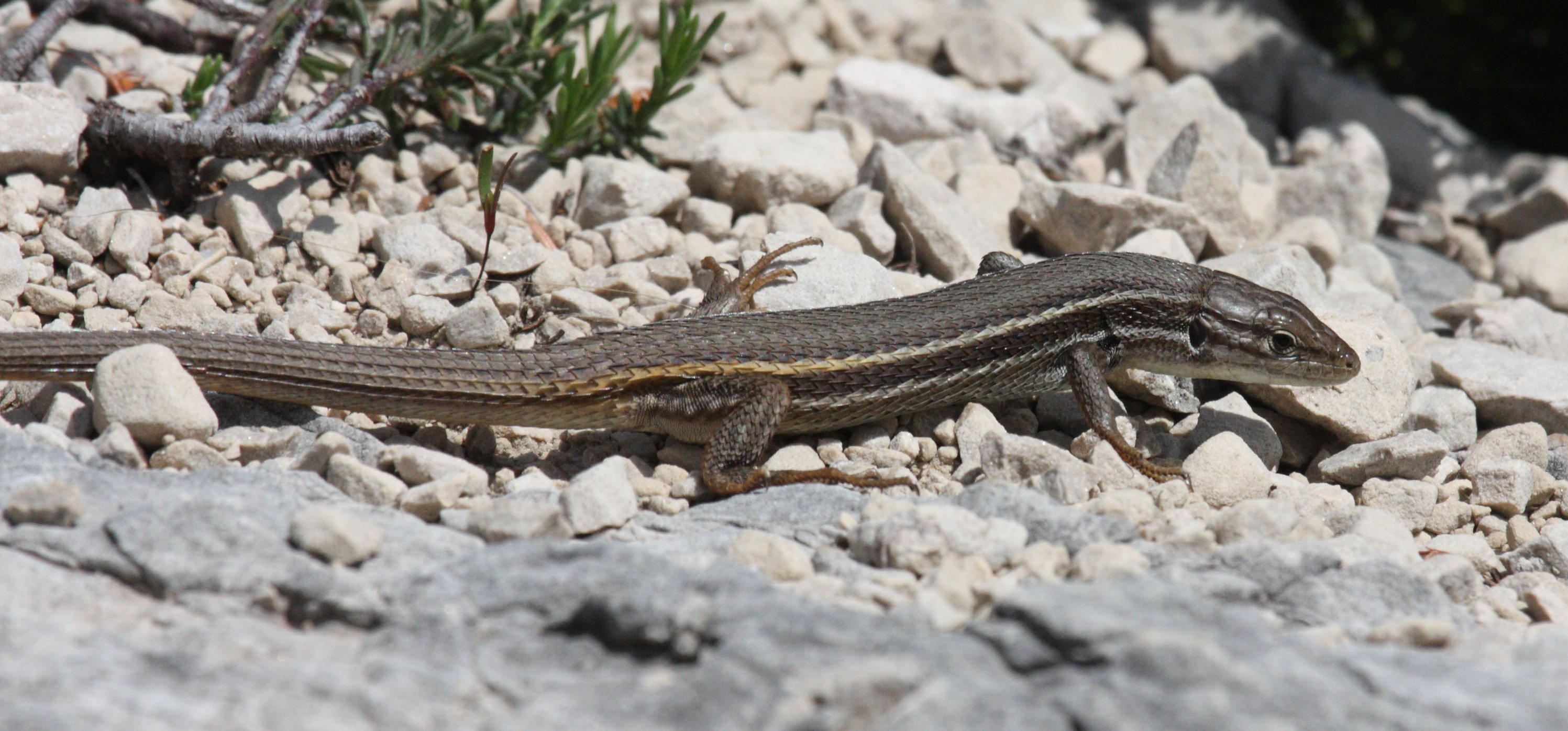 Afficher le média psammodromus_algirus4bd psammodromus_algirus4bd