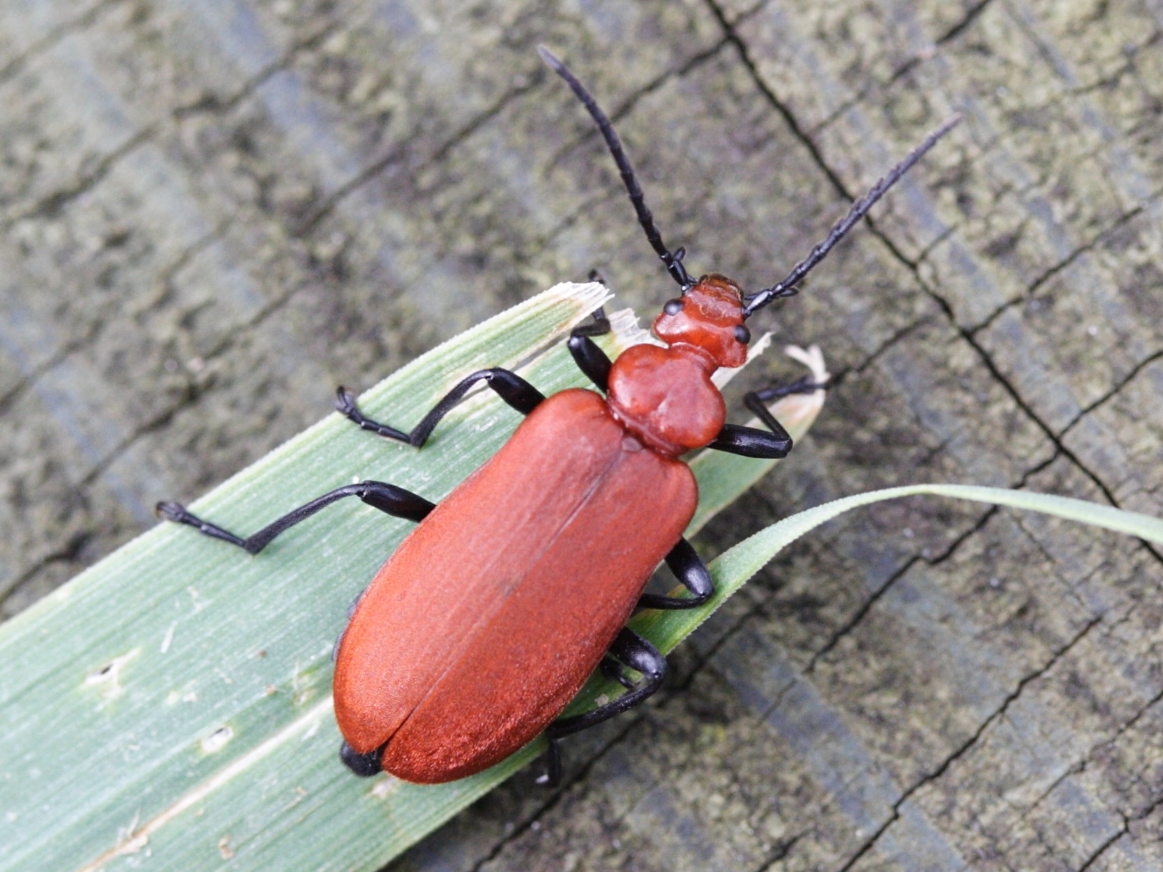 pyrochroa_serraticornis2md