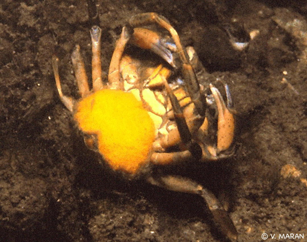 sacculina_carcini1vm