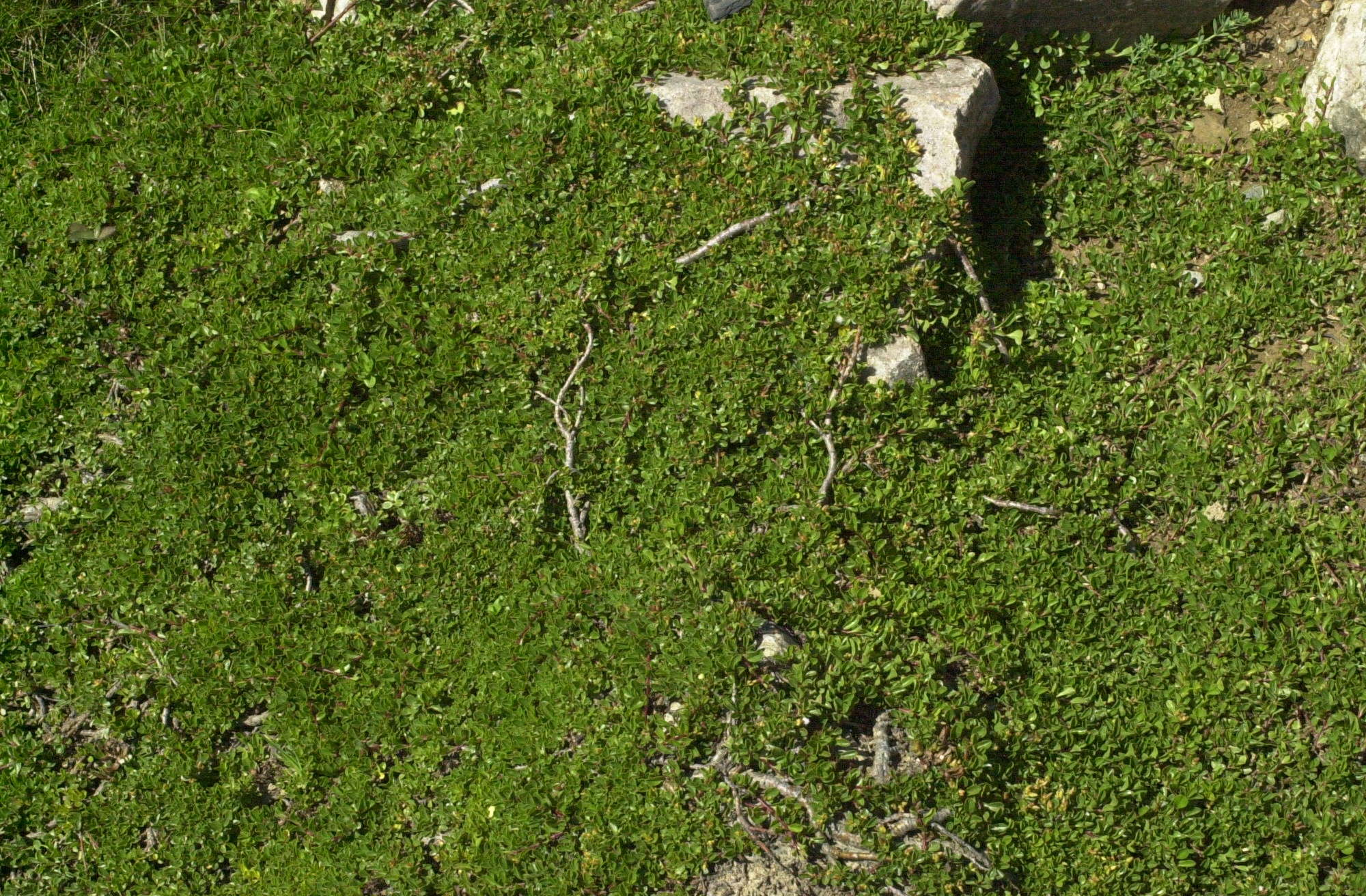 salix_serpyllifolia1md