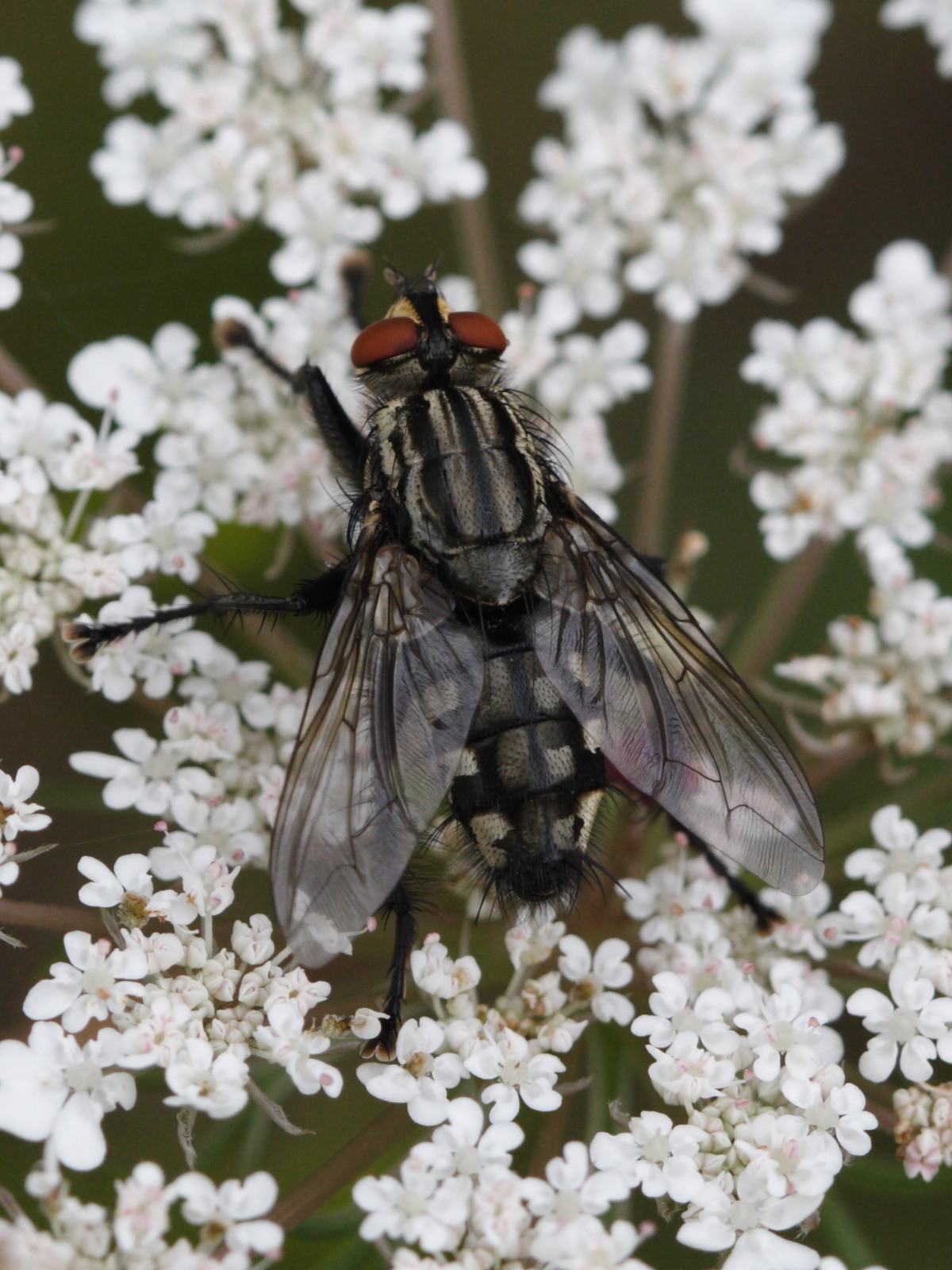 sarcophaga_carnaria2bd