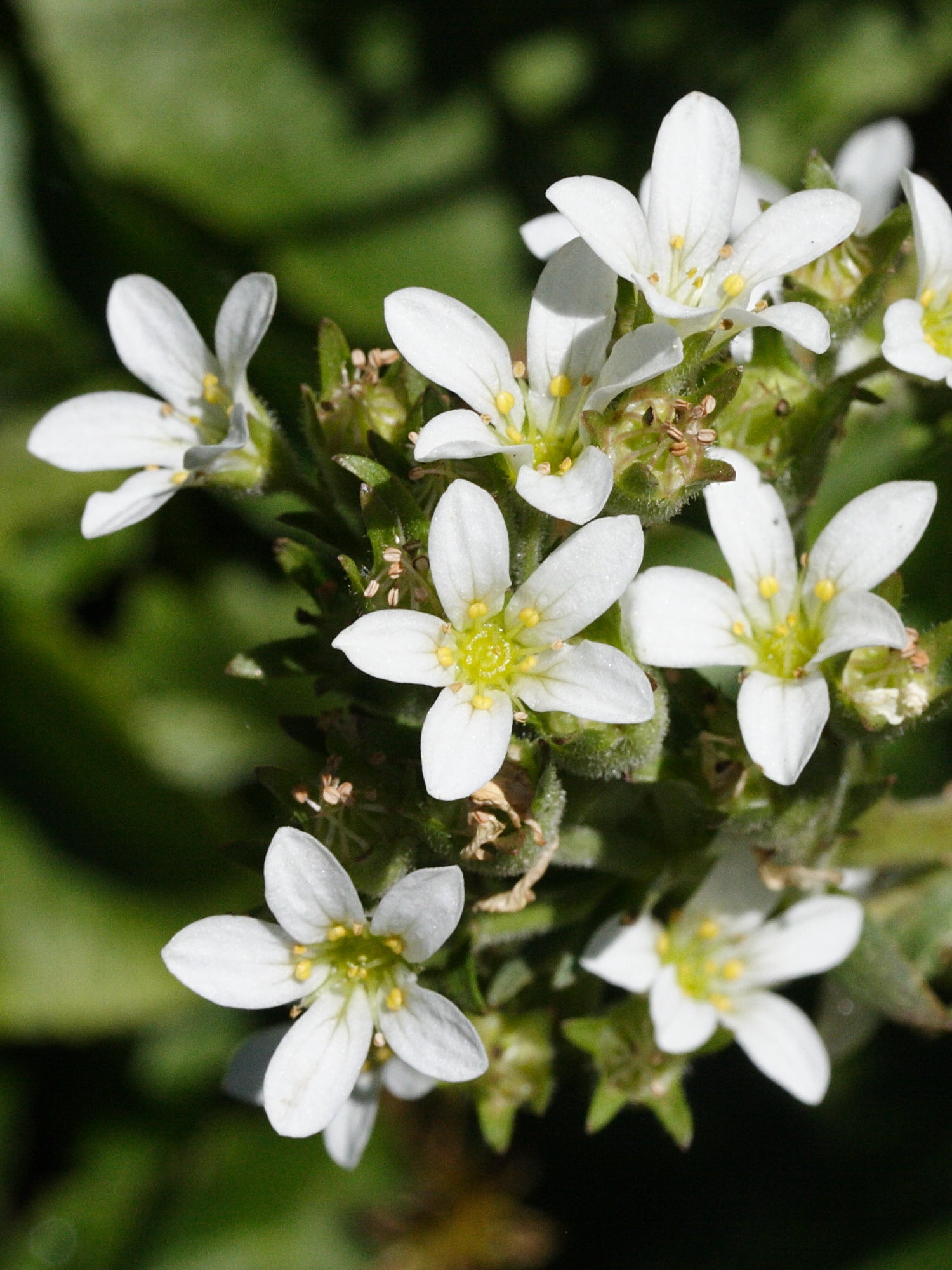 saxifraga_aquatica2md