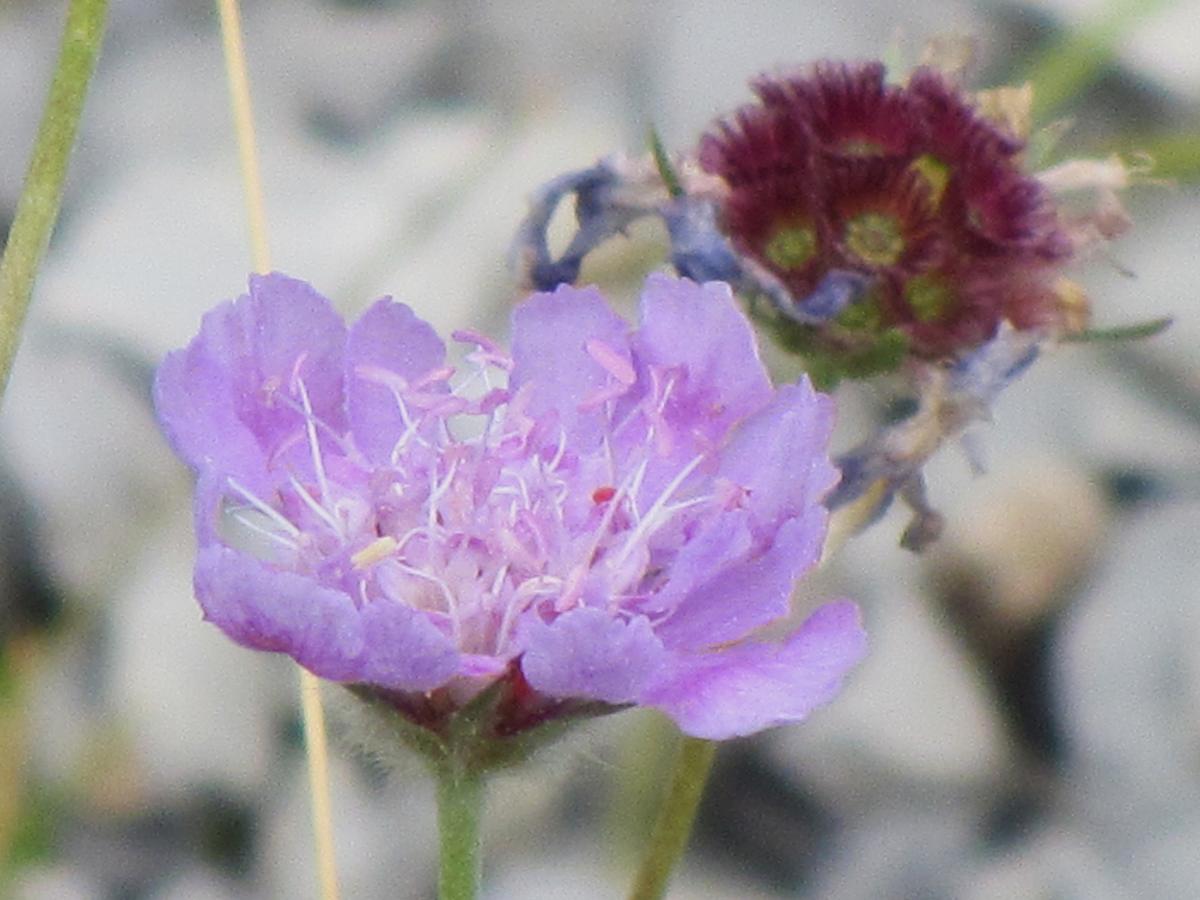 Afficher le média scabiosa_graminifolia2mv scabiosa_graminifolia2mv