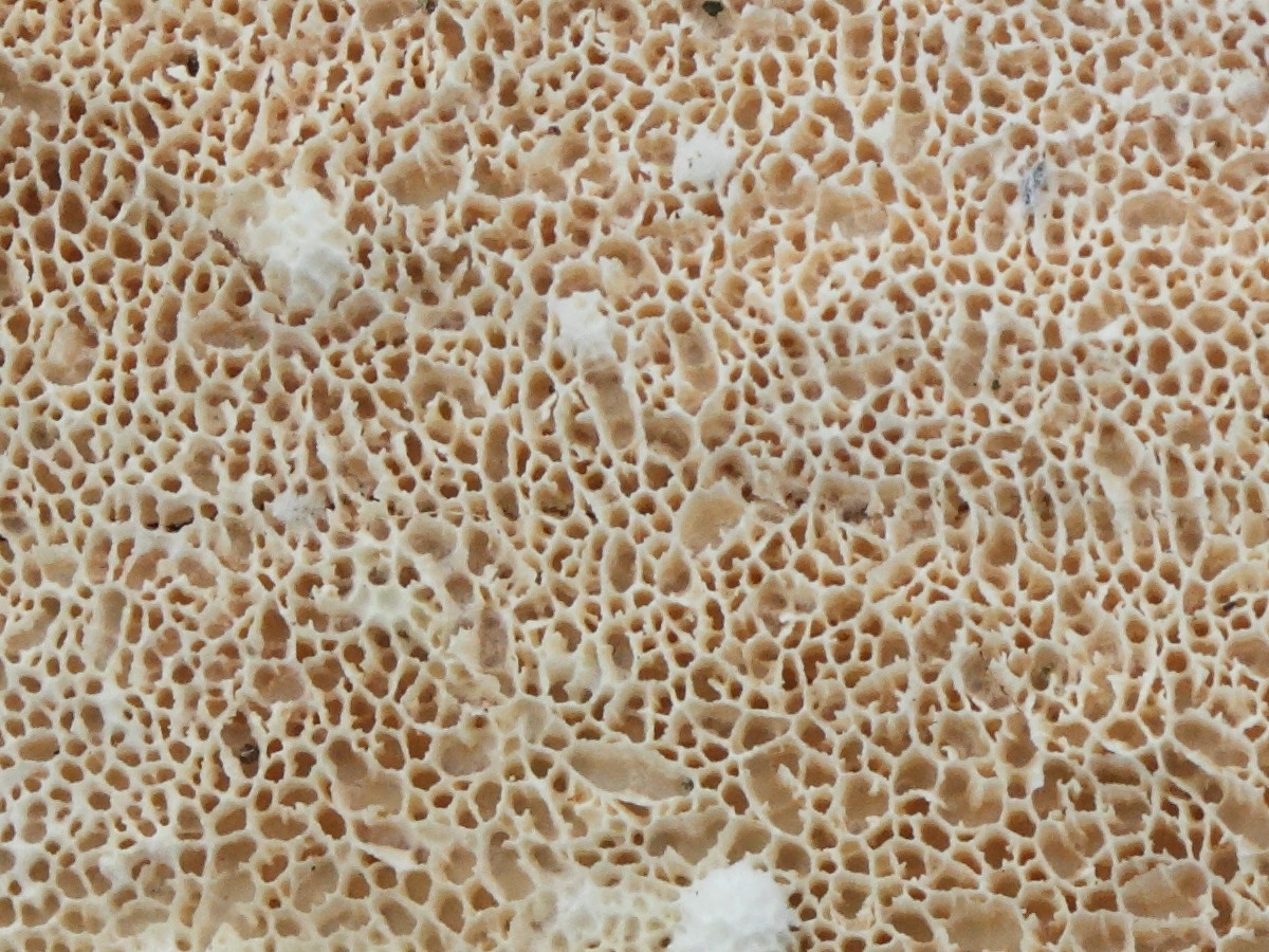 schizopora_paradoxa5md