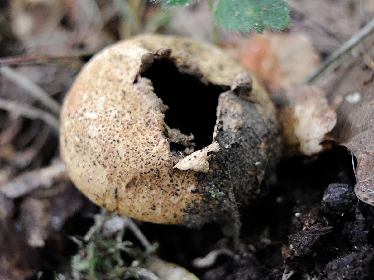 Afficher le média scleroderma_verrucosum3md scleroderma_verrucosum3md