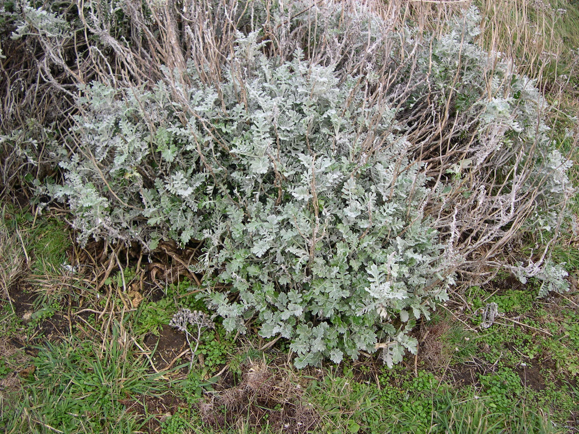 Senecio_cineraria