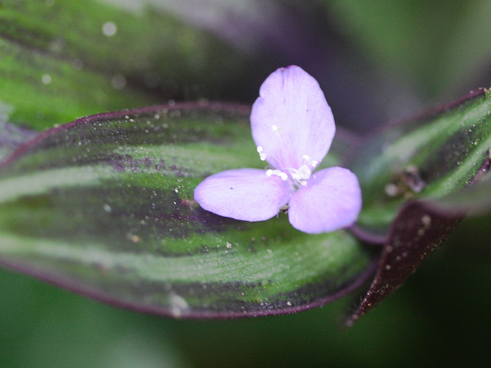 tradescantia_zebrina3md